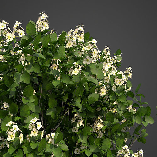 2021 PBR Quince Collection - Cydonia Oblonga 3D model