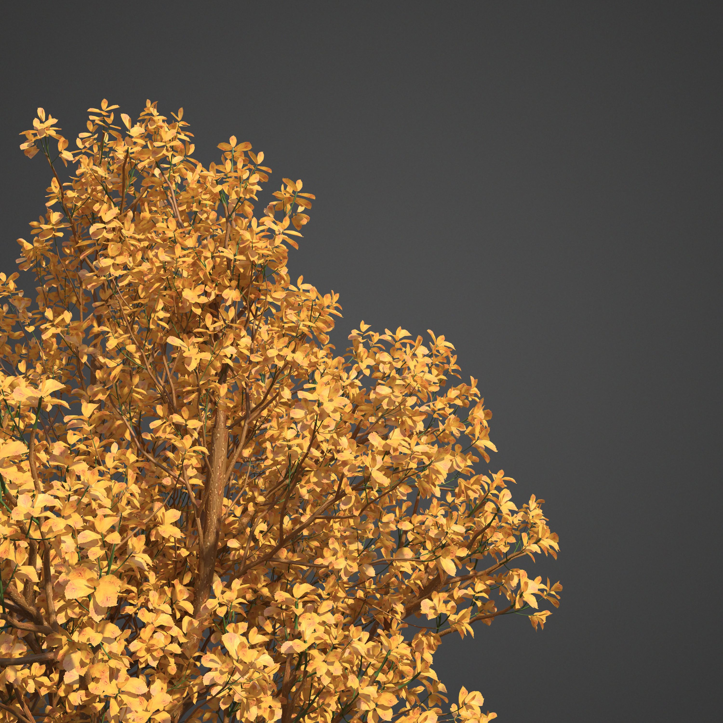 2021 PBR Persian Ironwood Collection - Parrotia Persica 3D model_8