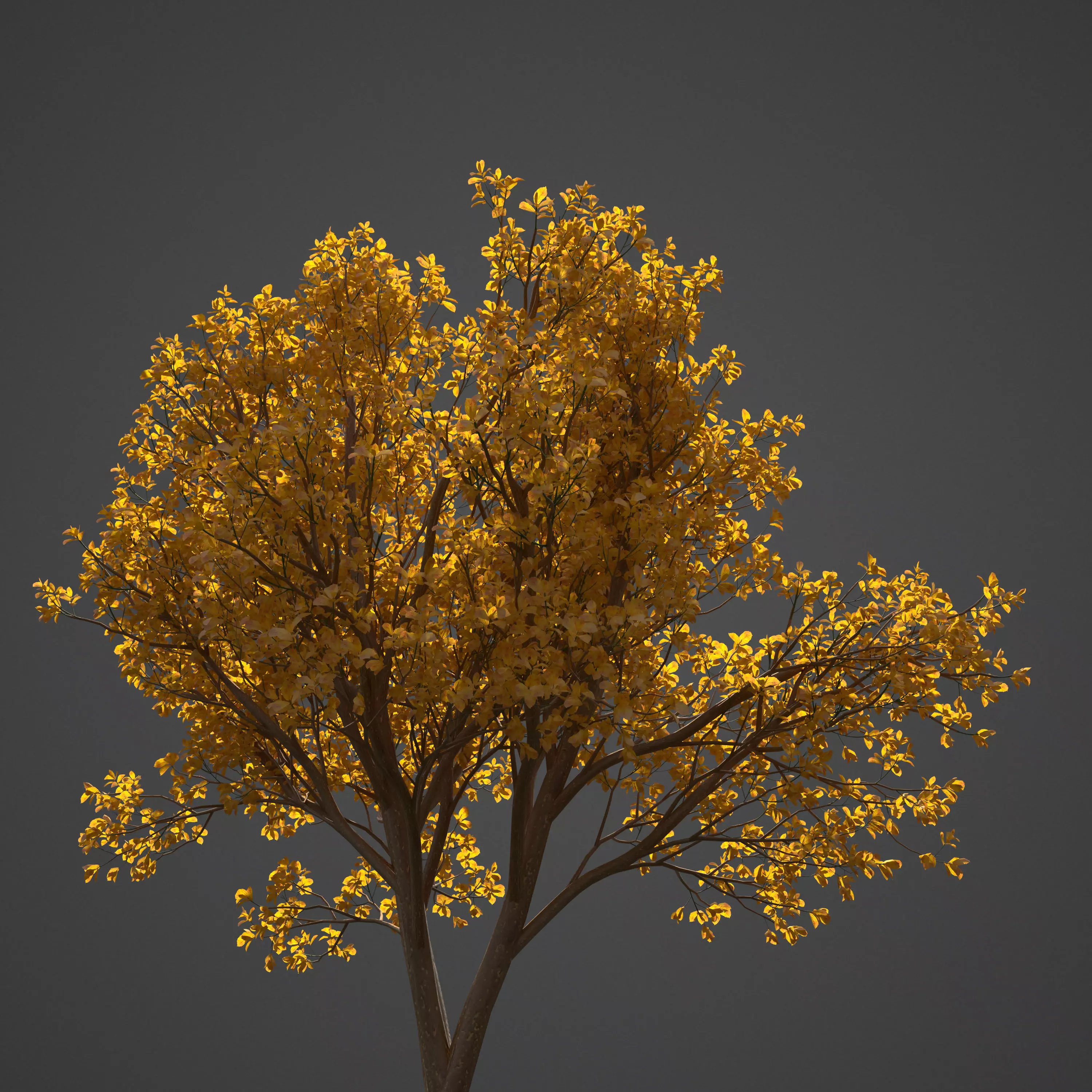 2021 PBR Persian Ironwood Collection - Parrotia Persica 3D model_0