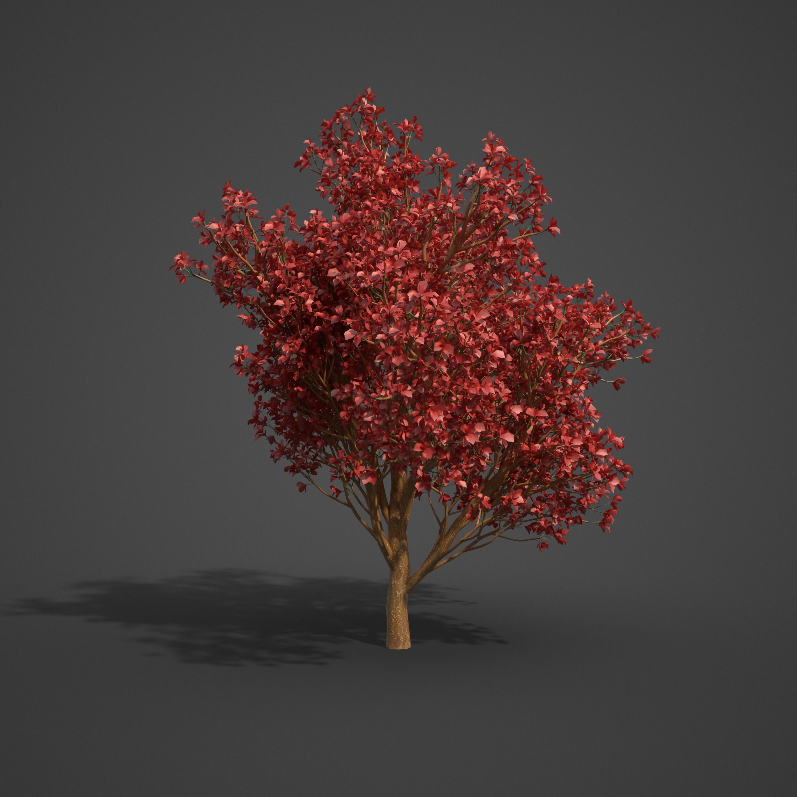 2021 PBR Persian Ironwood Collection - Parrotia Persica 3D model_5