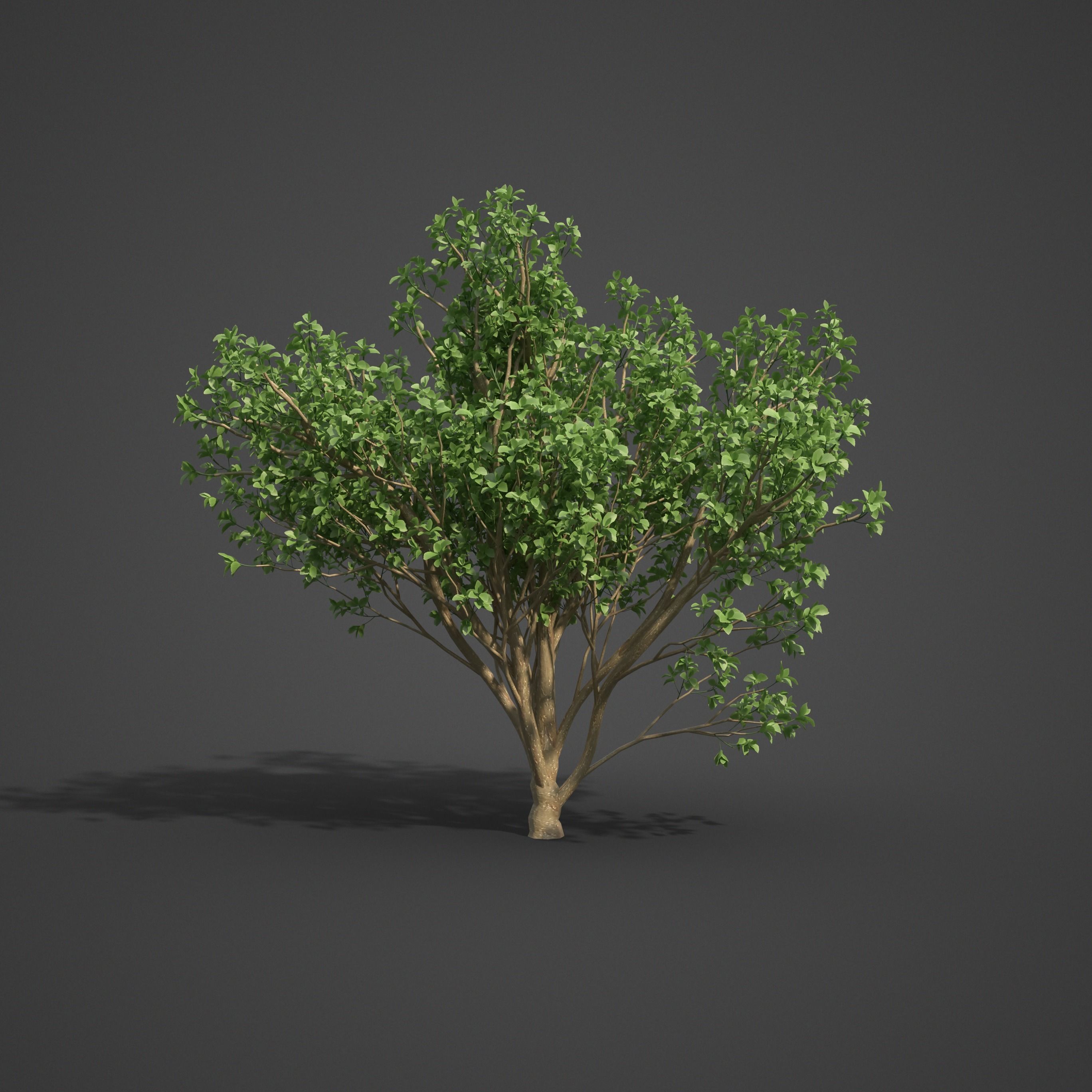 2021 PBR Persian Ironwood Collection - Parrotia Persica 3D model_4