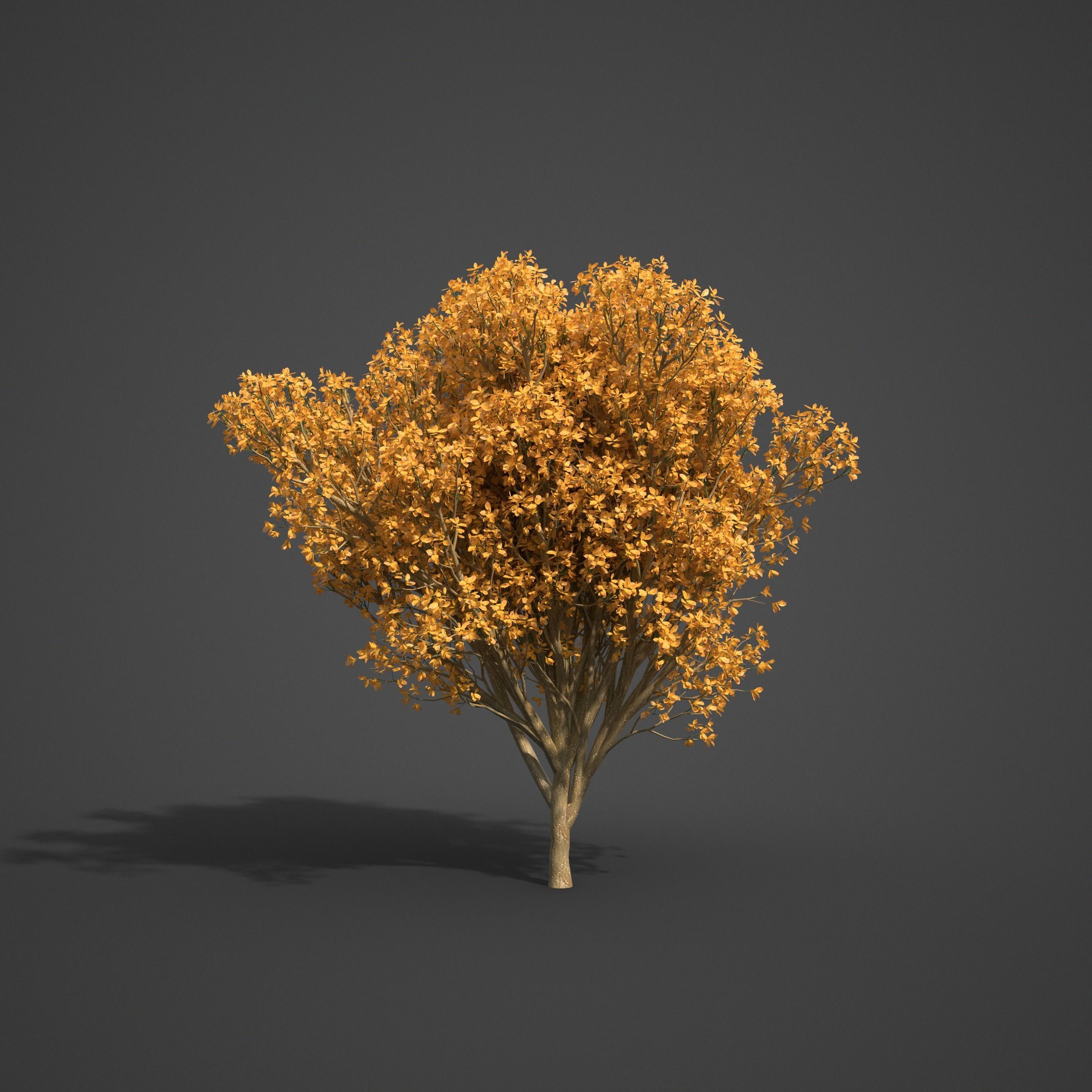 2021 PBR Persian Ironwood Collection - Parrotia Persica 3D model_6