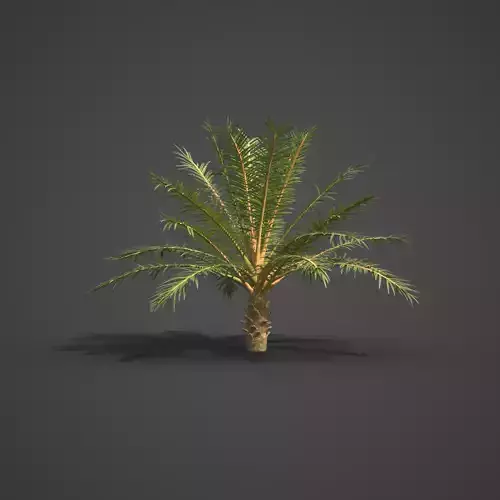 2021 PBR Silver Date Palm Collection - Phoenix Sylvestris  3D model