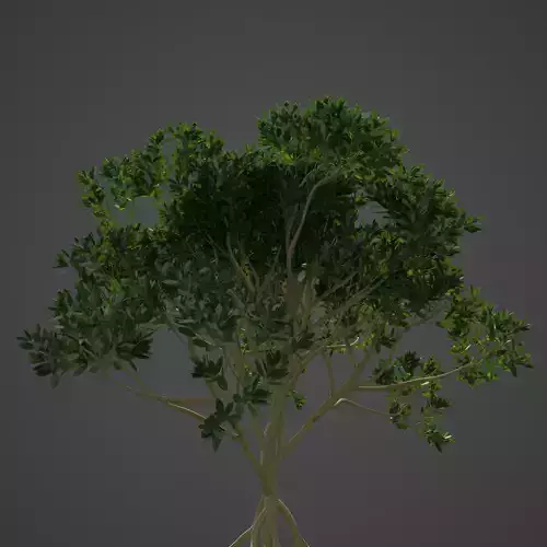 2021 PBR Asiatic Mangrove Collection - Rhizophora Mucronata  3D model