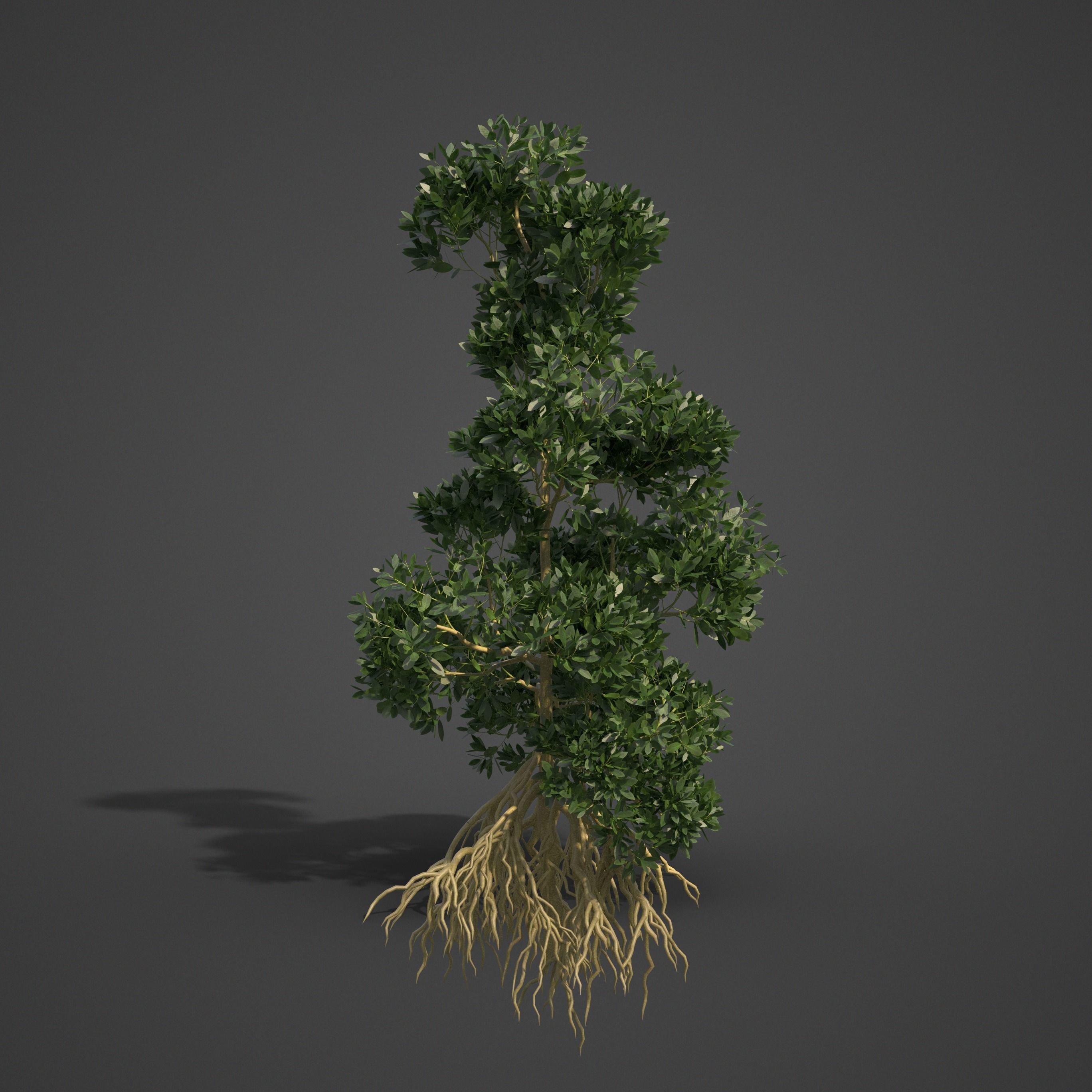 2021 PBR Asiatic Mangrove Collection - Rhizophora Mucronata  3D model_8