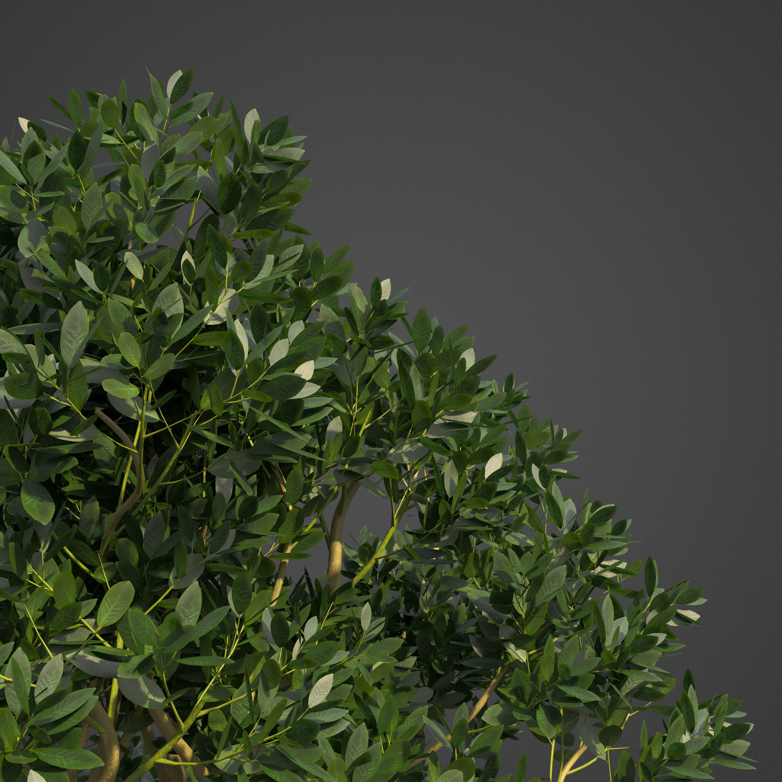 2021 PBR Asiatic Mangrove Collection - Rhizophora Mucronata  3D model_5
