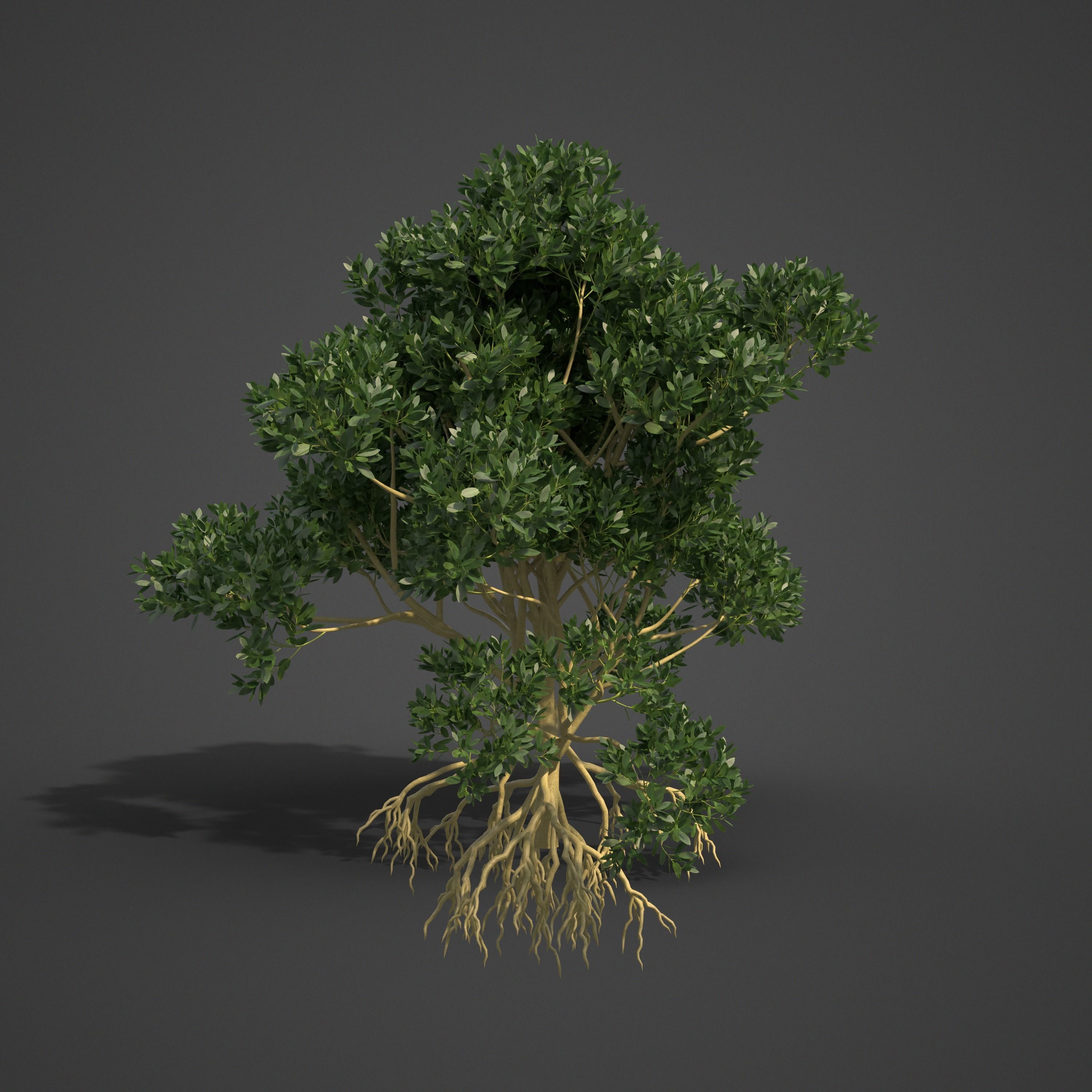 2021 PBR Asiatic Mangrove Collection - Rhizophora Mucronata  3D model_7
