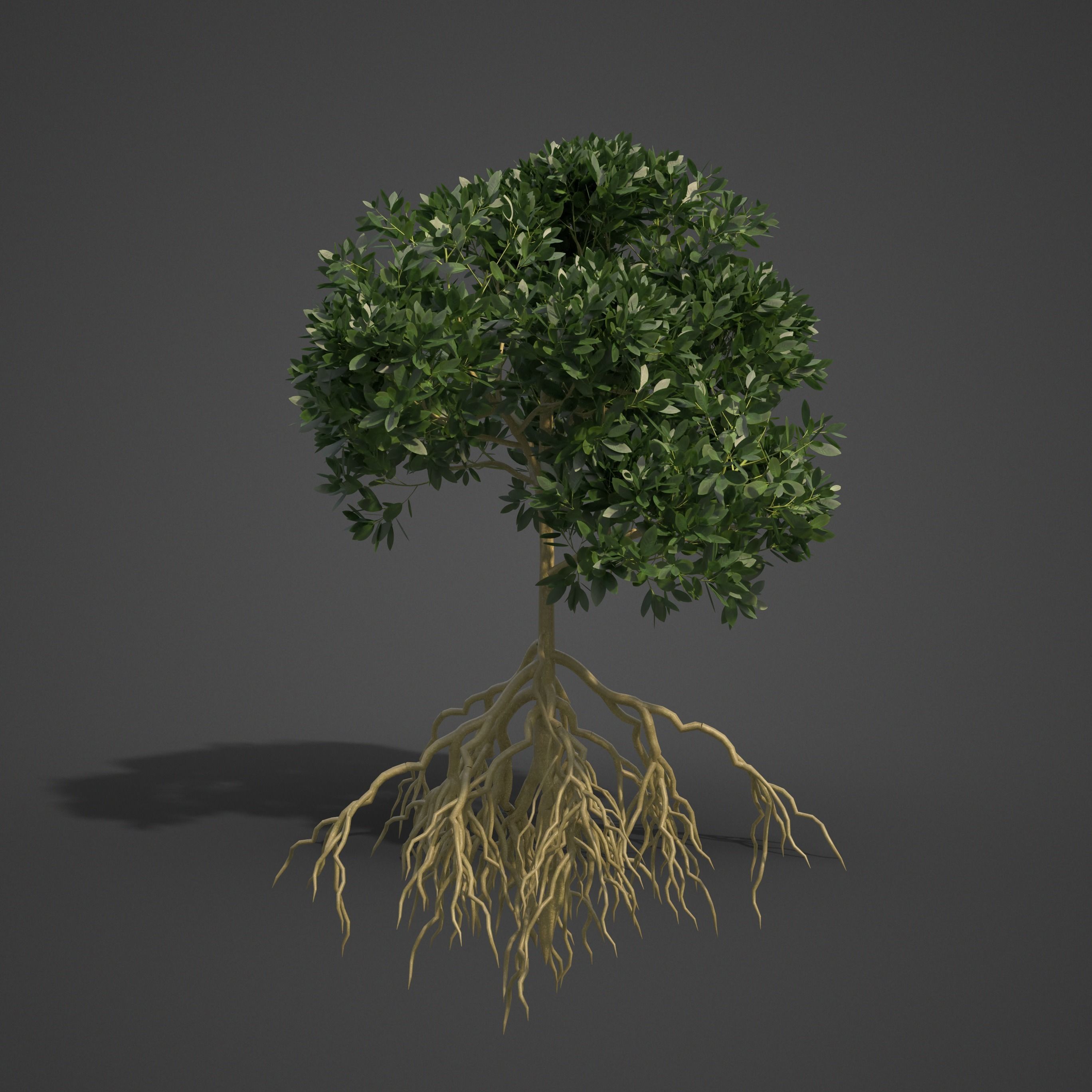2021 PBR Asiatic Mangrove Collection - Rhizophora Mucronata  3D model_6