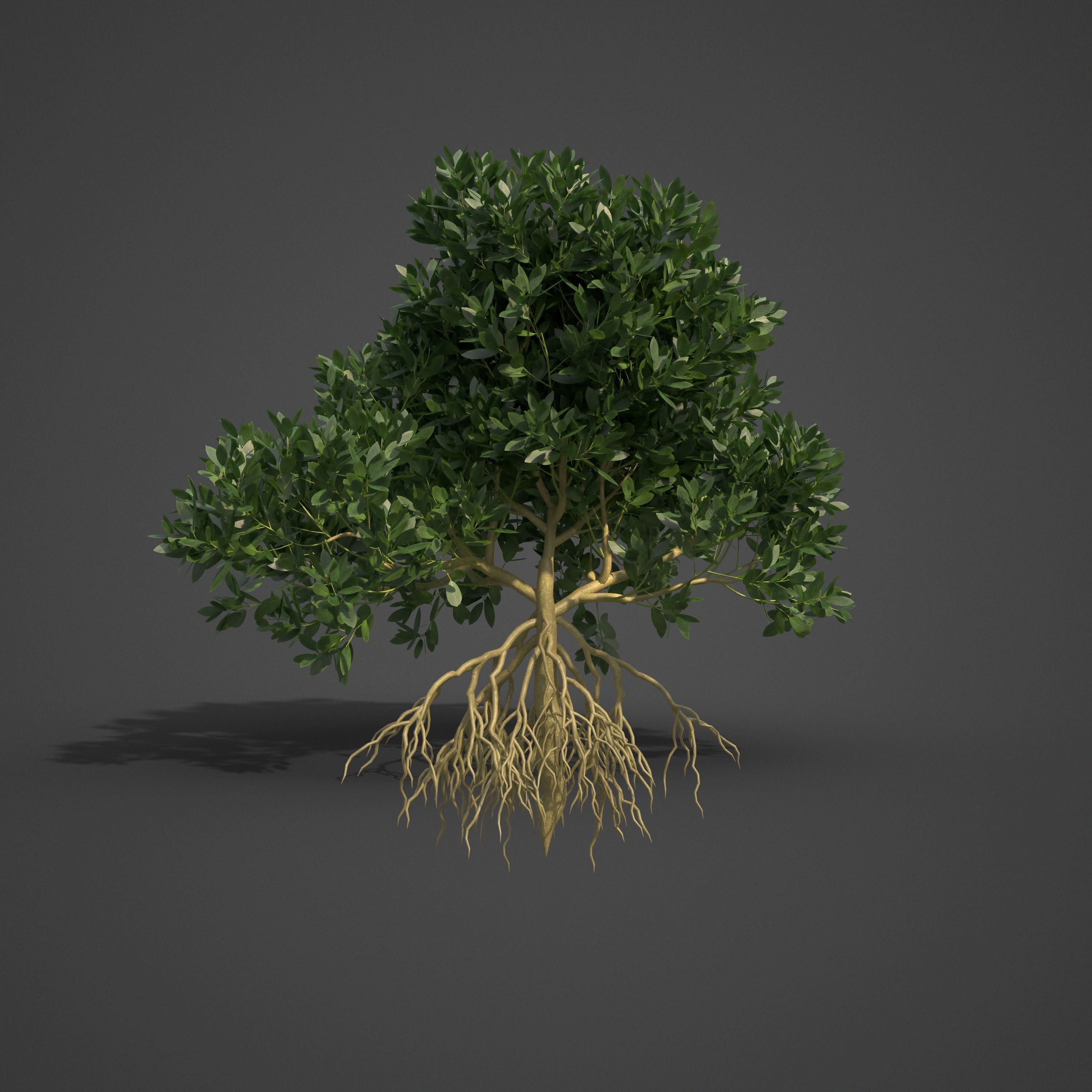 2021 PBR Asiatic Mangrove Collection - Rhizophora Mucronata  3D model_4