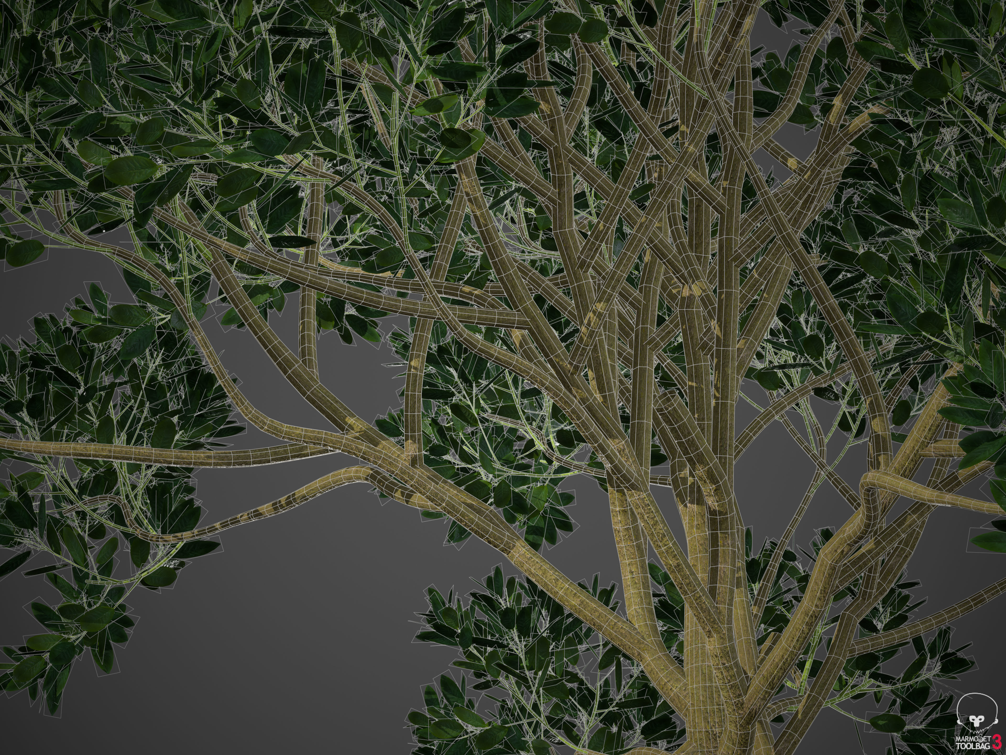 2021 PBR Asiatic Mangrove Collection - Rhizophora Mucronata  3D model_10