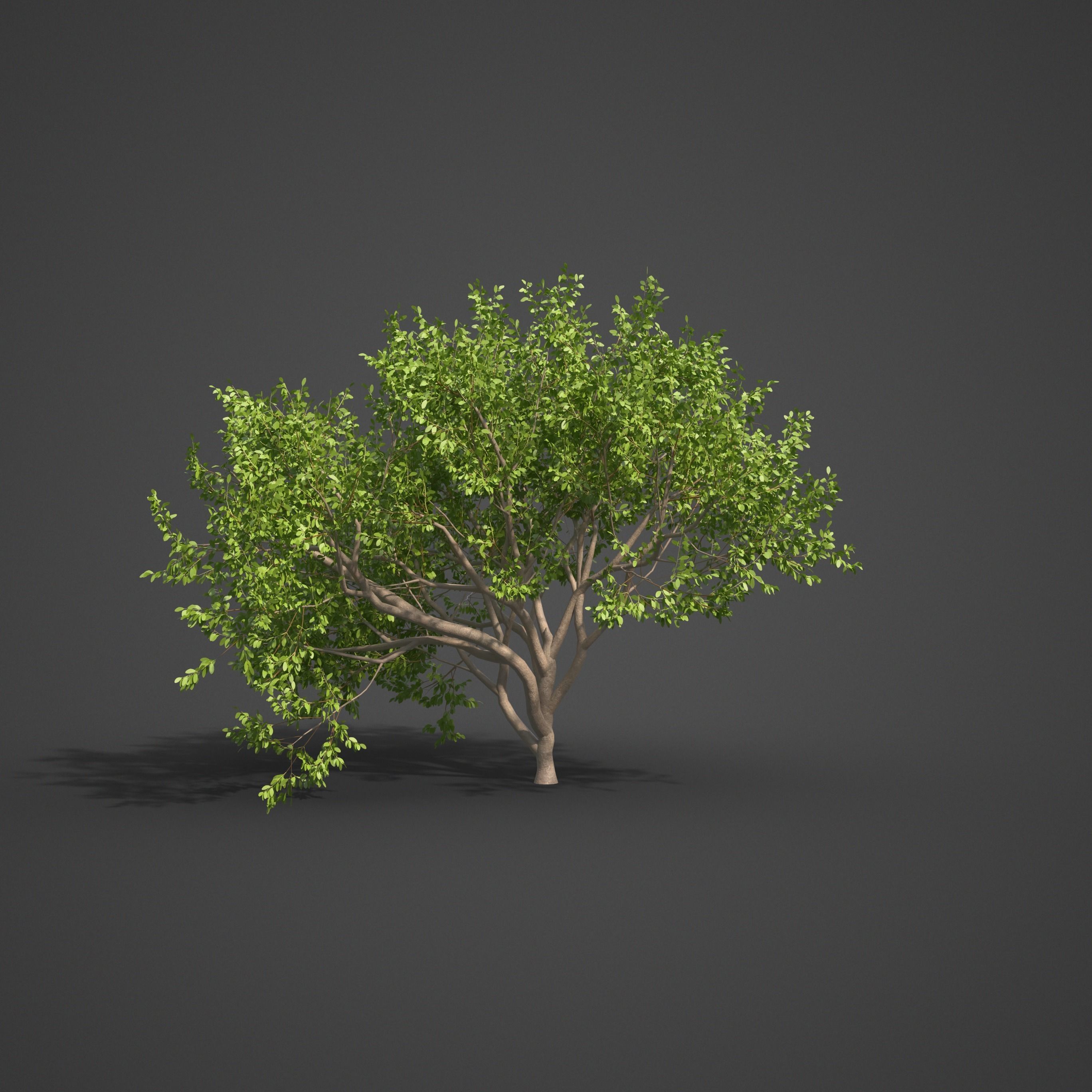 2021 PBR Indian Sandalwood Collection - Santalum Album  3D model_4