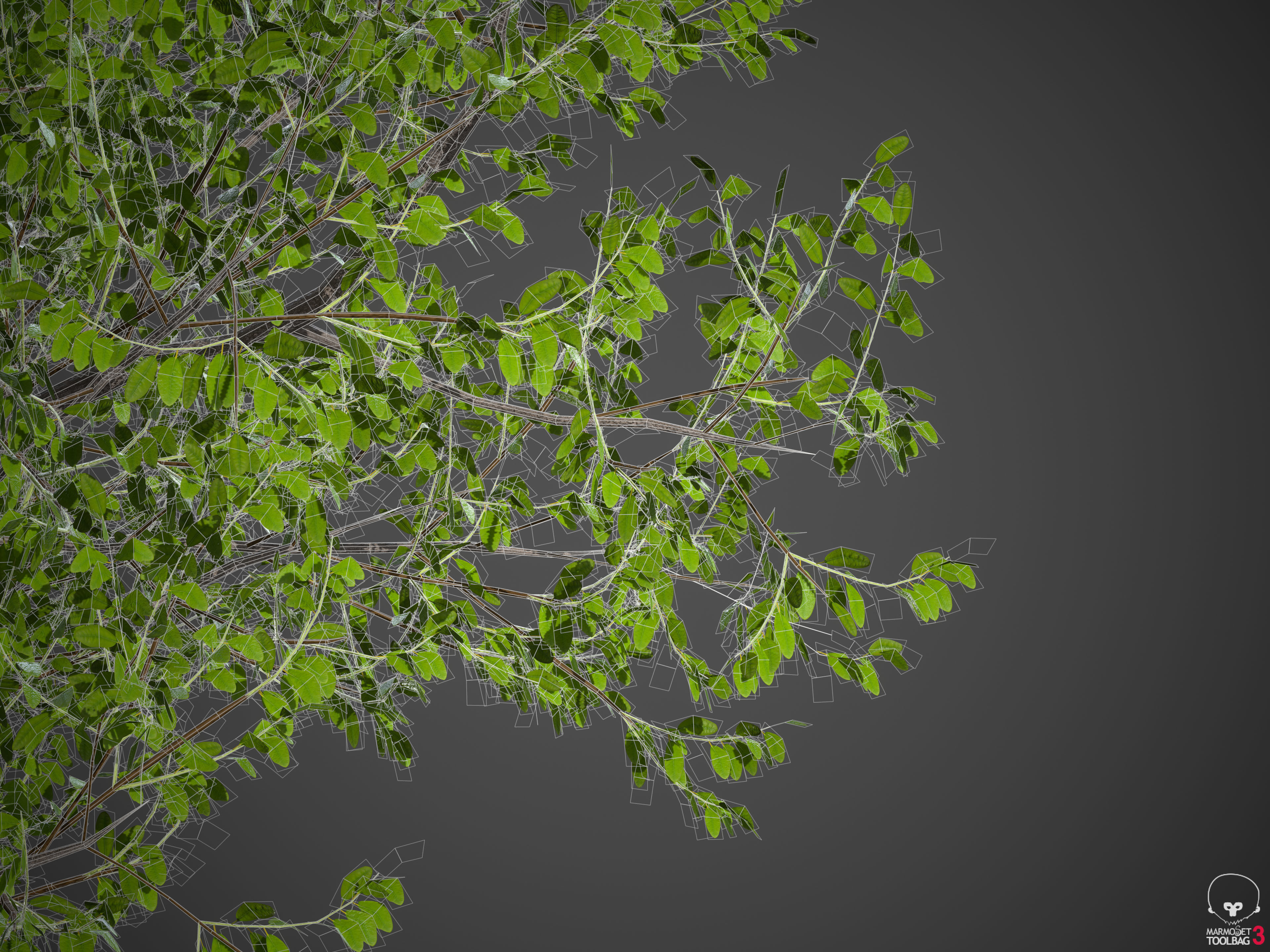 2021 PBR Indian Sandalwood Collection - Santalum Album  3D model_11