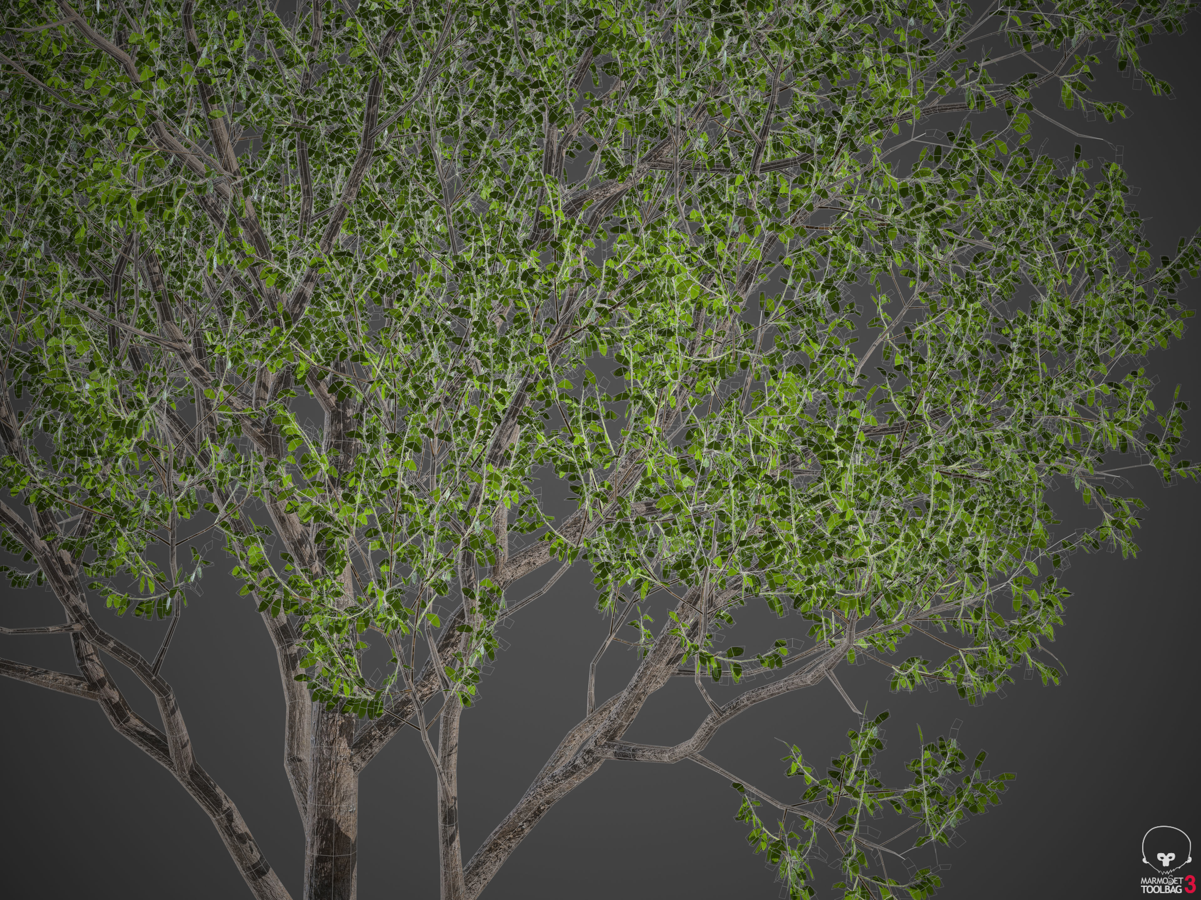 2021 PBR Indian Sandalwood Collection - Santalum Album  3D model_10