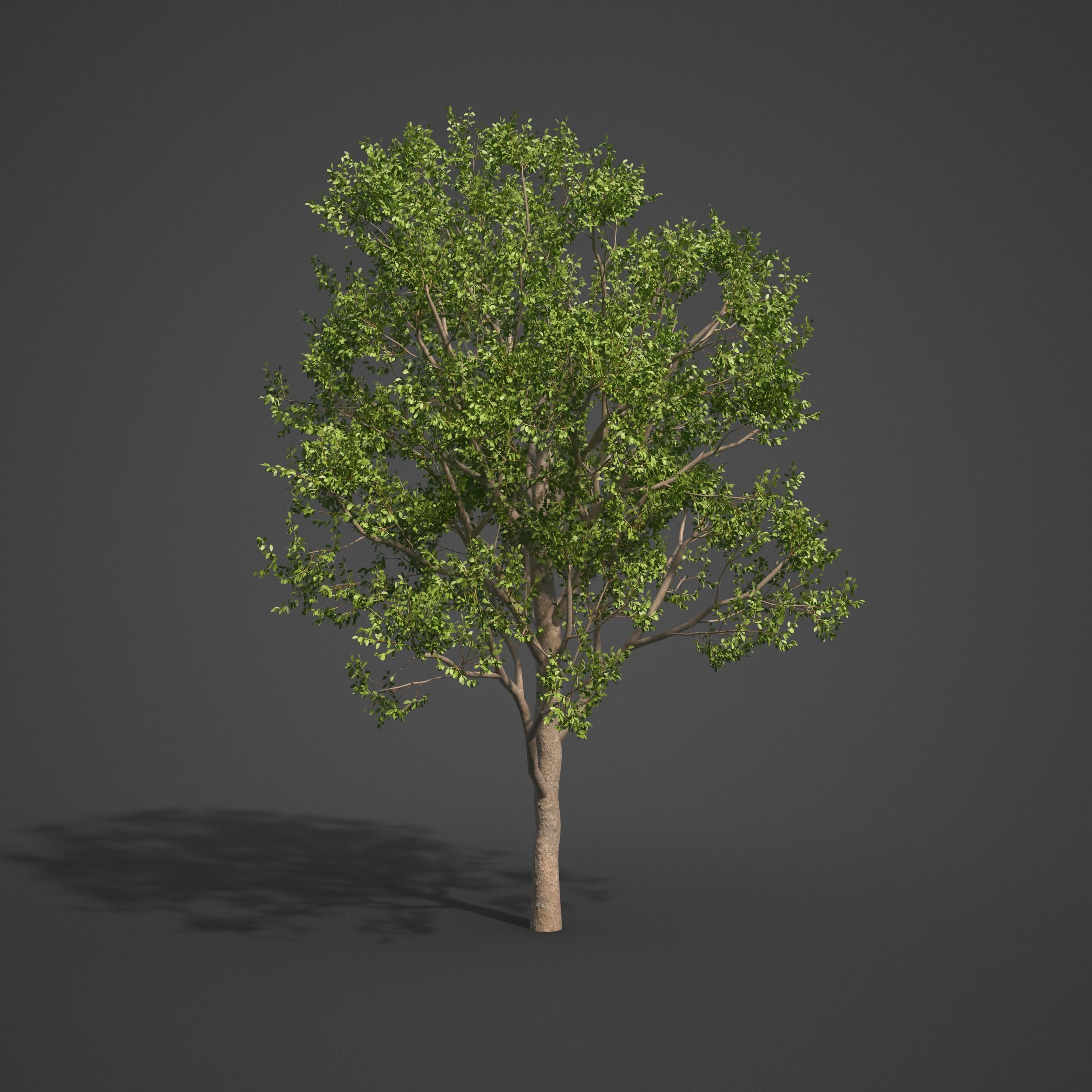 2021 PBR Indian Sandalwood Collection - Santalum Album  3D model_6