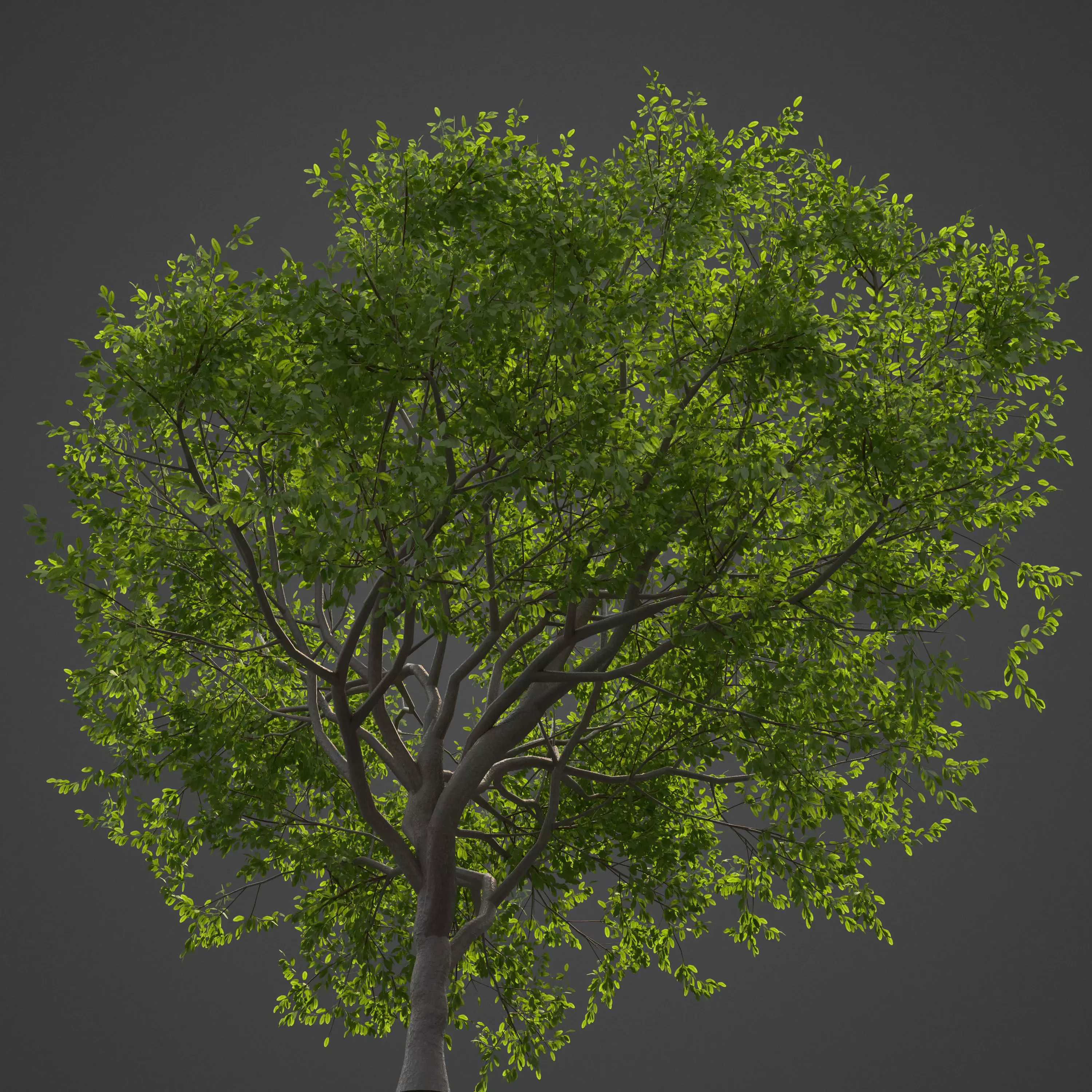 2021 PBR Indian Sandalwood Collection - Santalum Album  3D model_0
