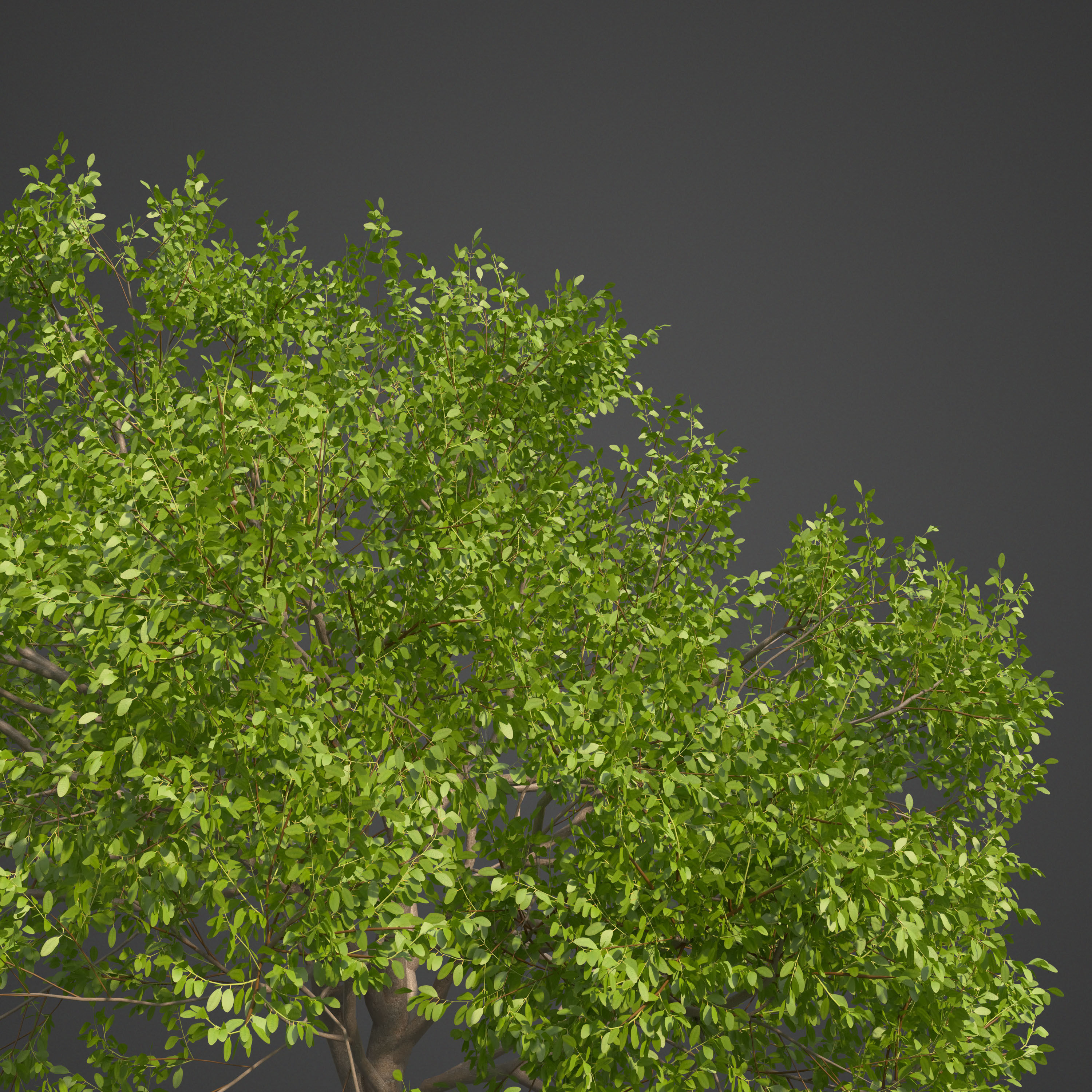 2021 PBR Indian Sandalwood Collection - Santalum Album  3D model_8