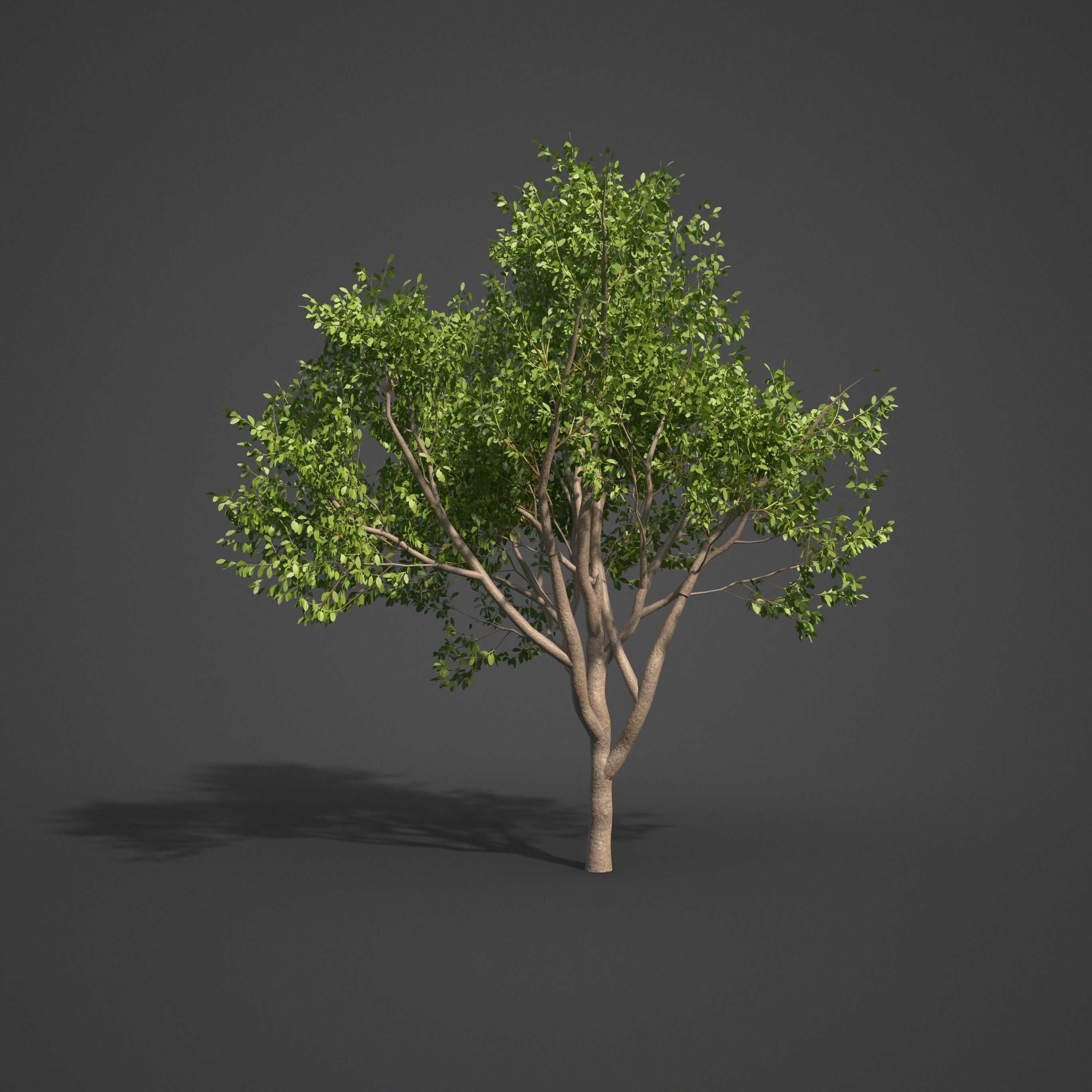 2021 PBR Indian Sandalwood Collection - Santalum Album  3D model_5