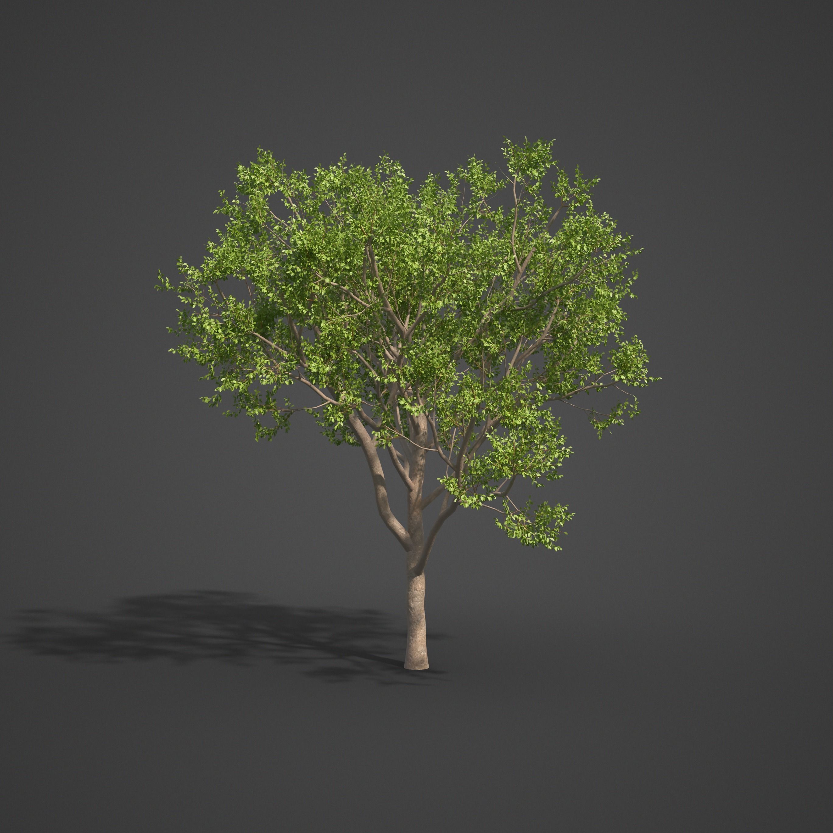 2021 PBR Indian Sandalwood Collection - Santalum Album  3D model_7
