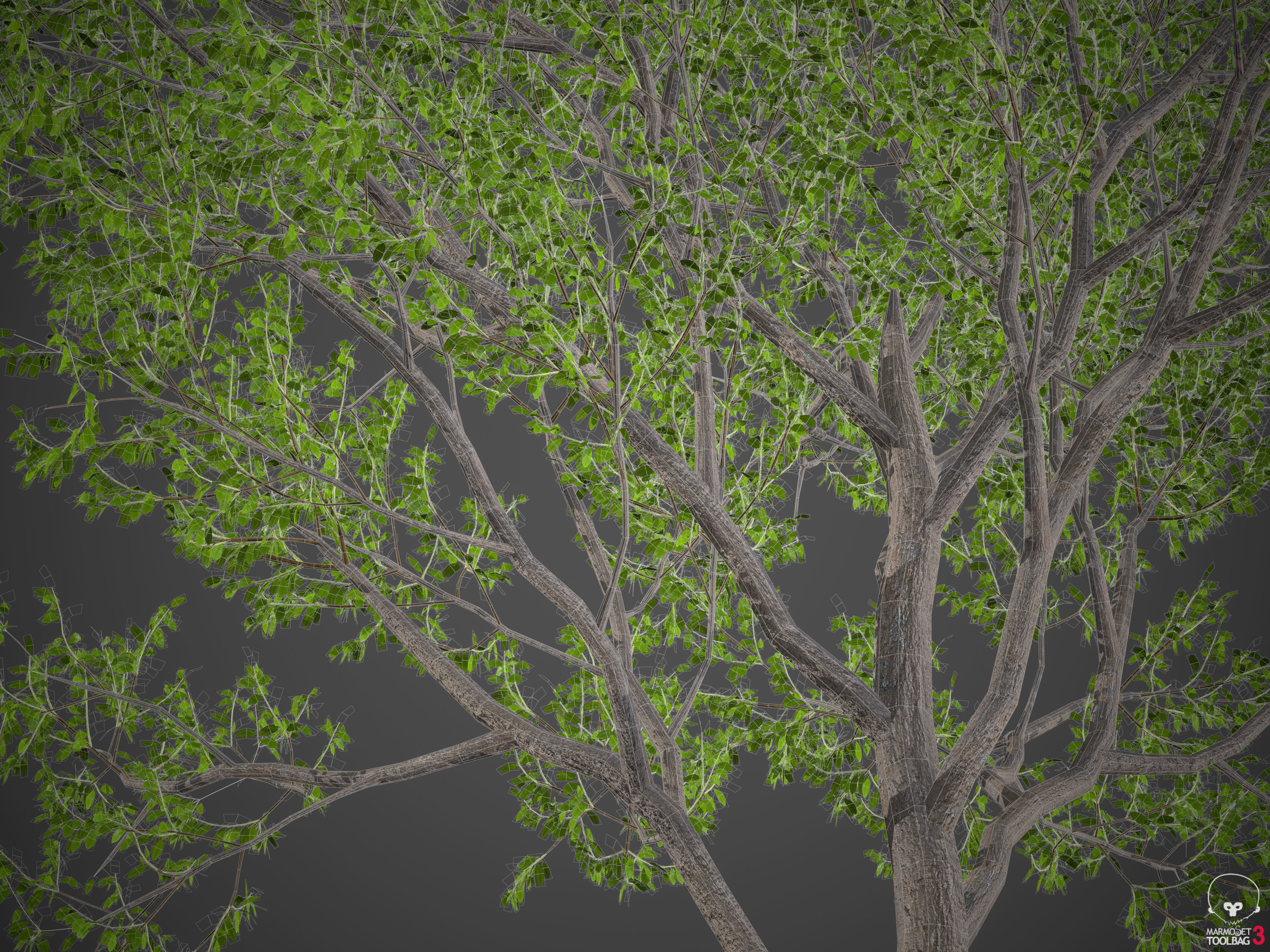2021 PBR Indian Sandalwood Collection - Santalum Album  3D model_9