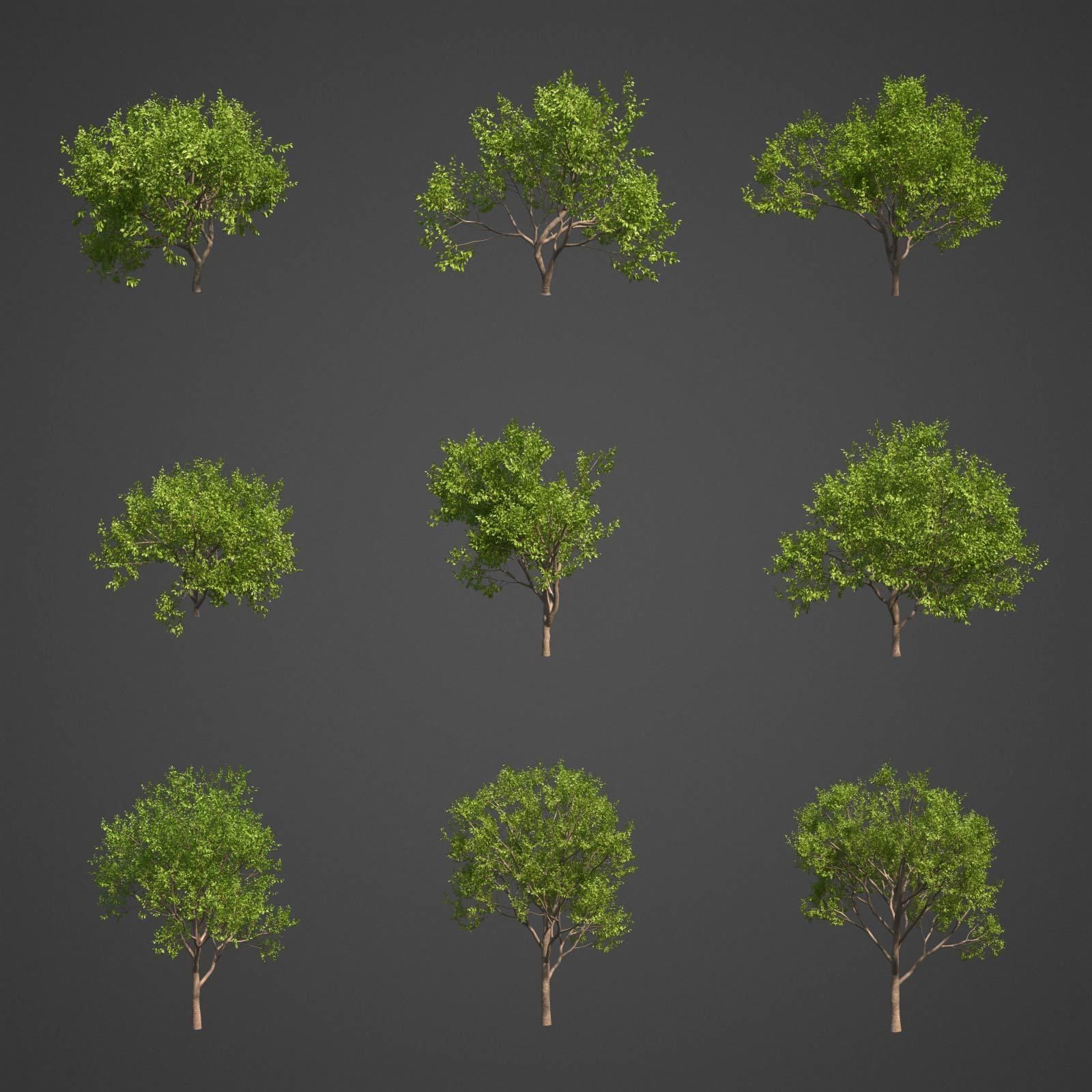2021 PBR Indian Sandalwood Collection - Santalum Album  3D model_2