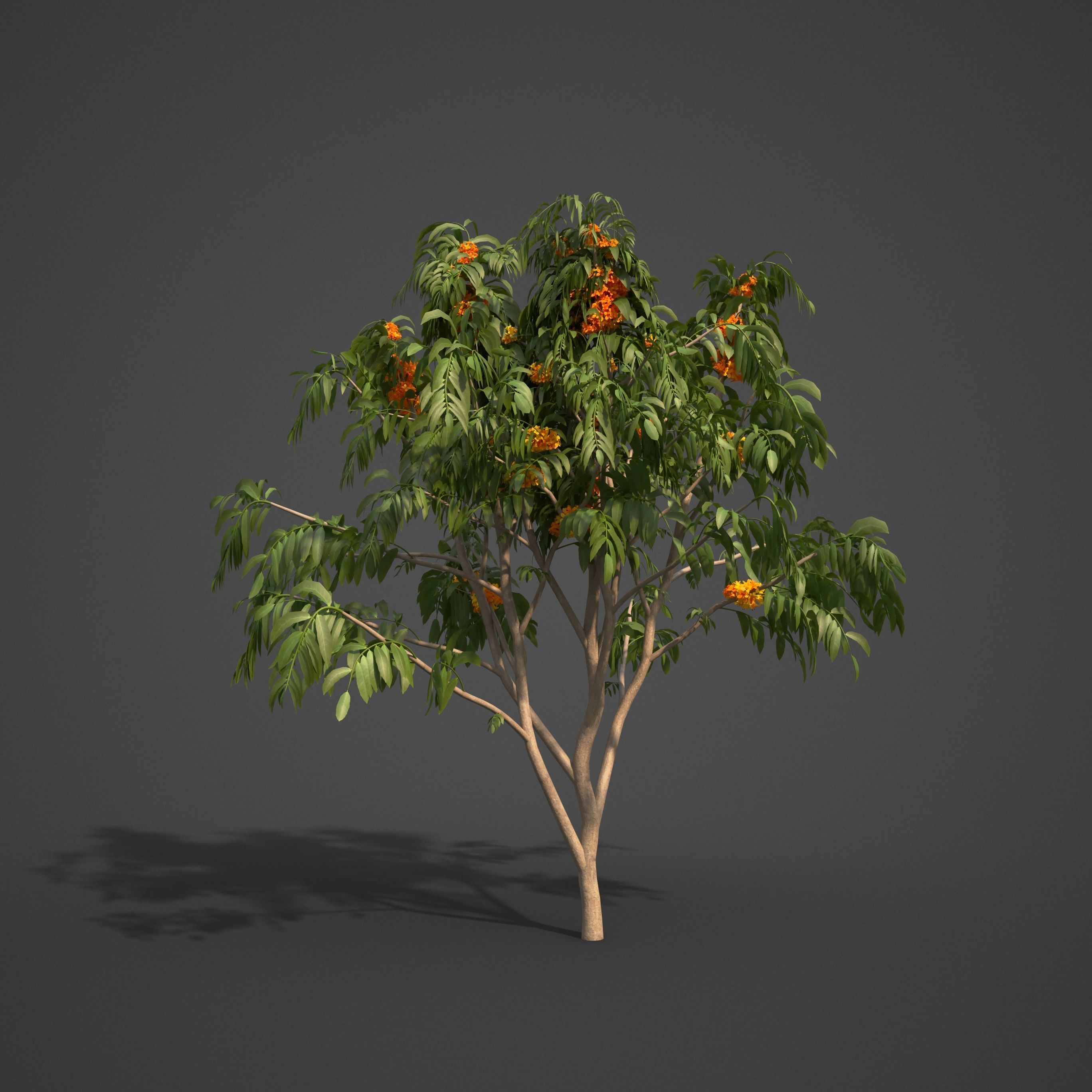 2024 - 9 MODELS -  ASHOKA - Saraca indica  -  3D model_6
