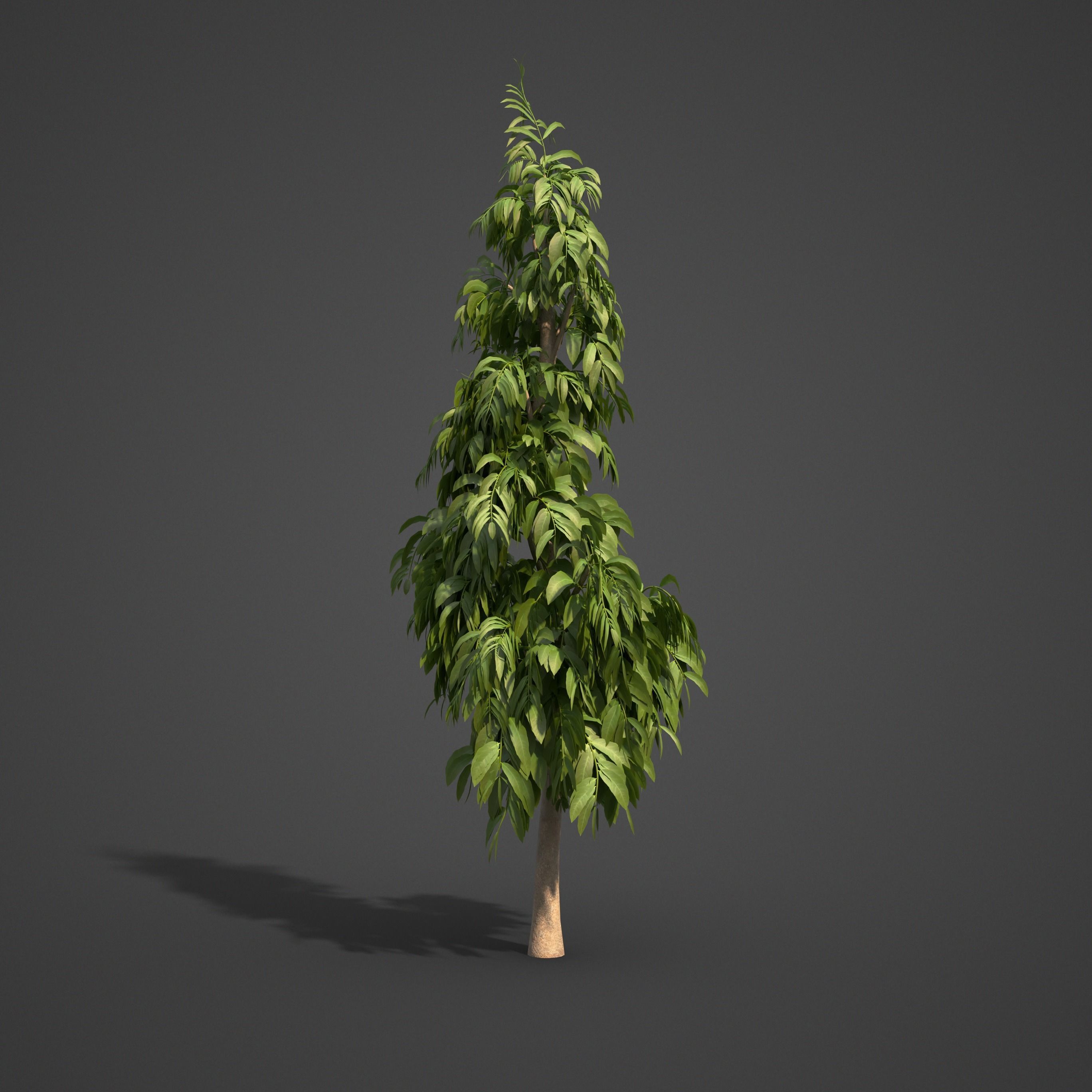 2024 - 9 MODELS -  ASHOKA - Saraca indica  -  3D model_8