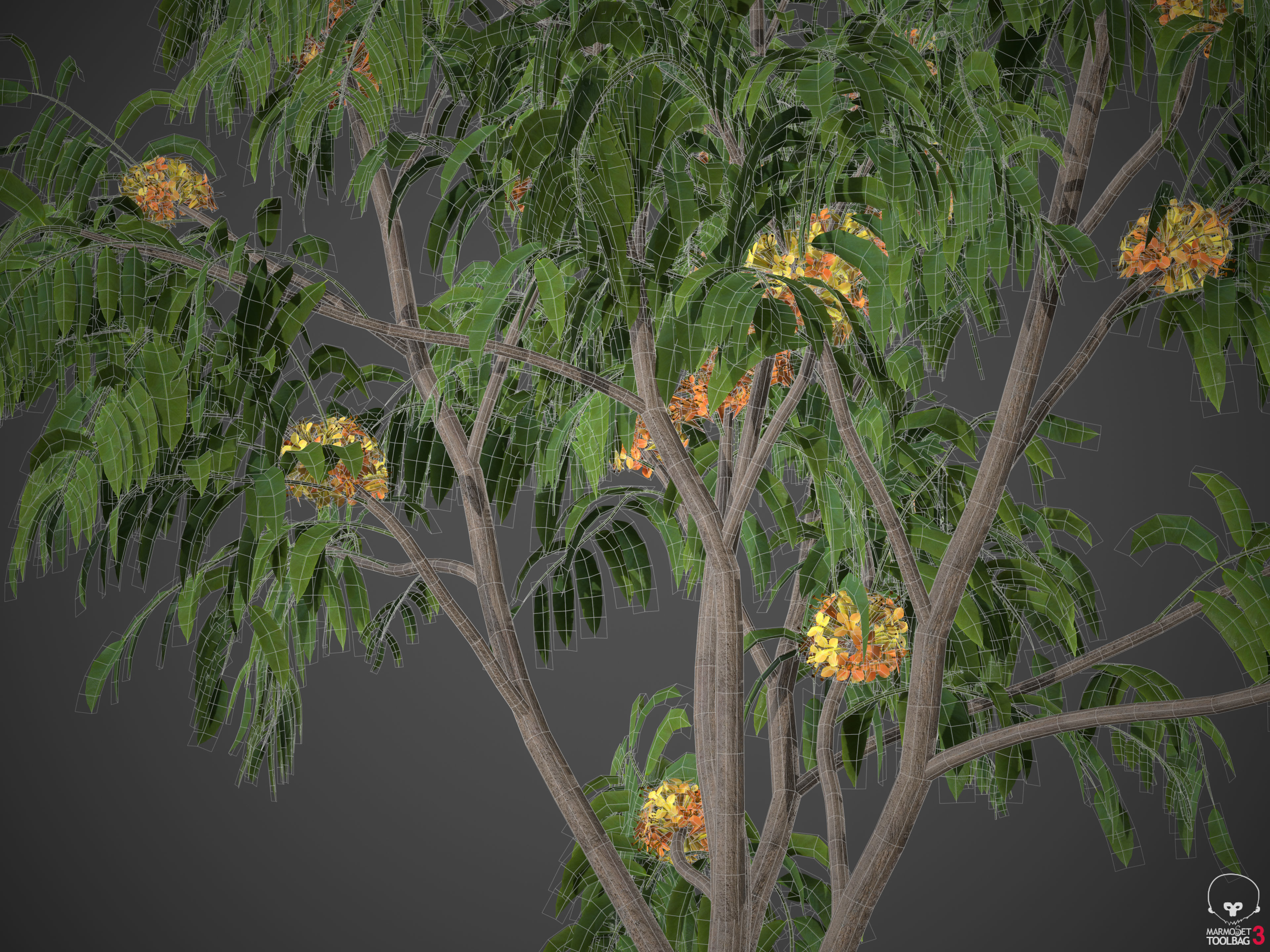 2024 - 9 MODELS -  ASHOKA - Saraca indica  -  3D model_10