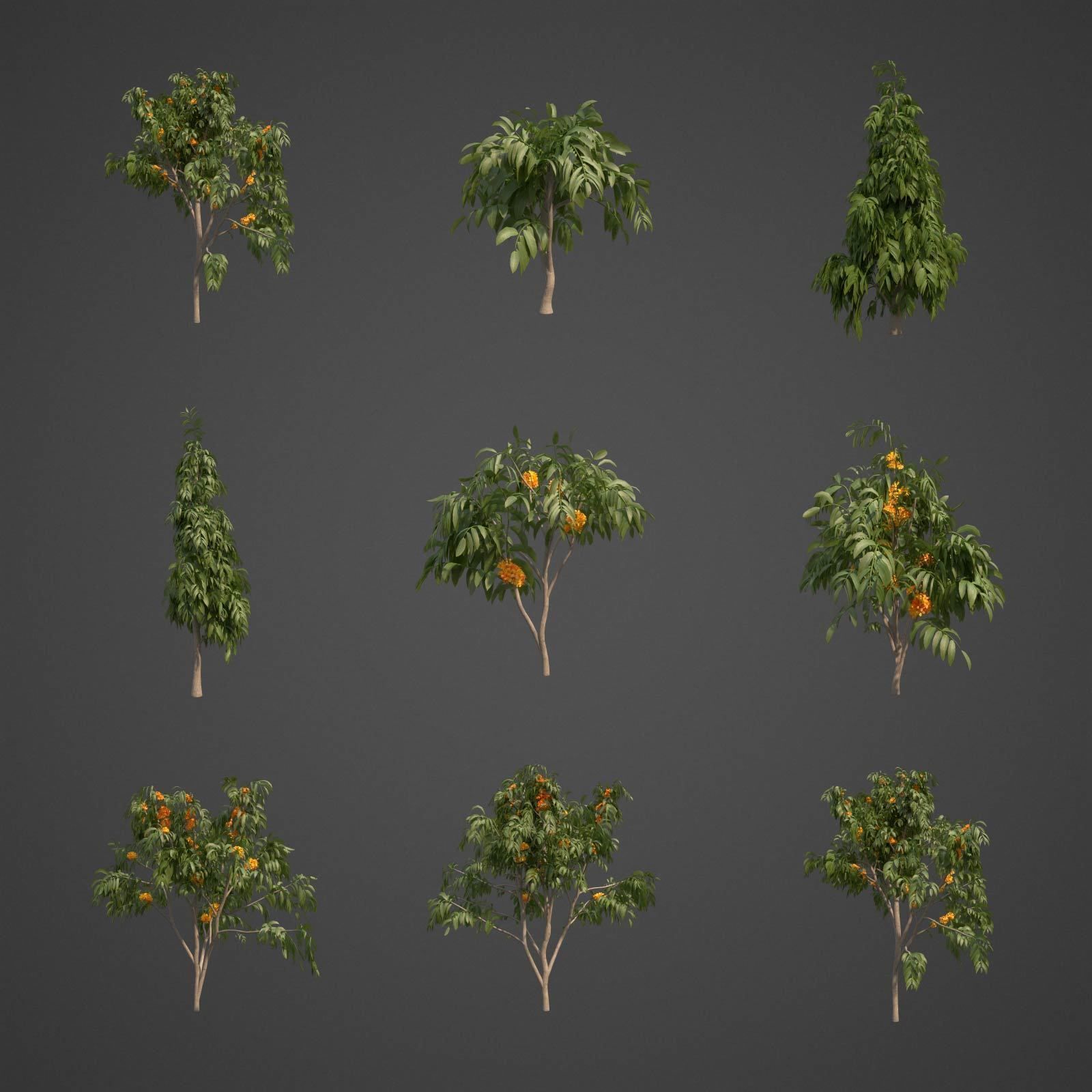 2024 - 9 MODELS -  ASHOKA - Saraca indica  -  3D model_2
