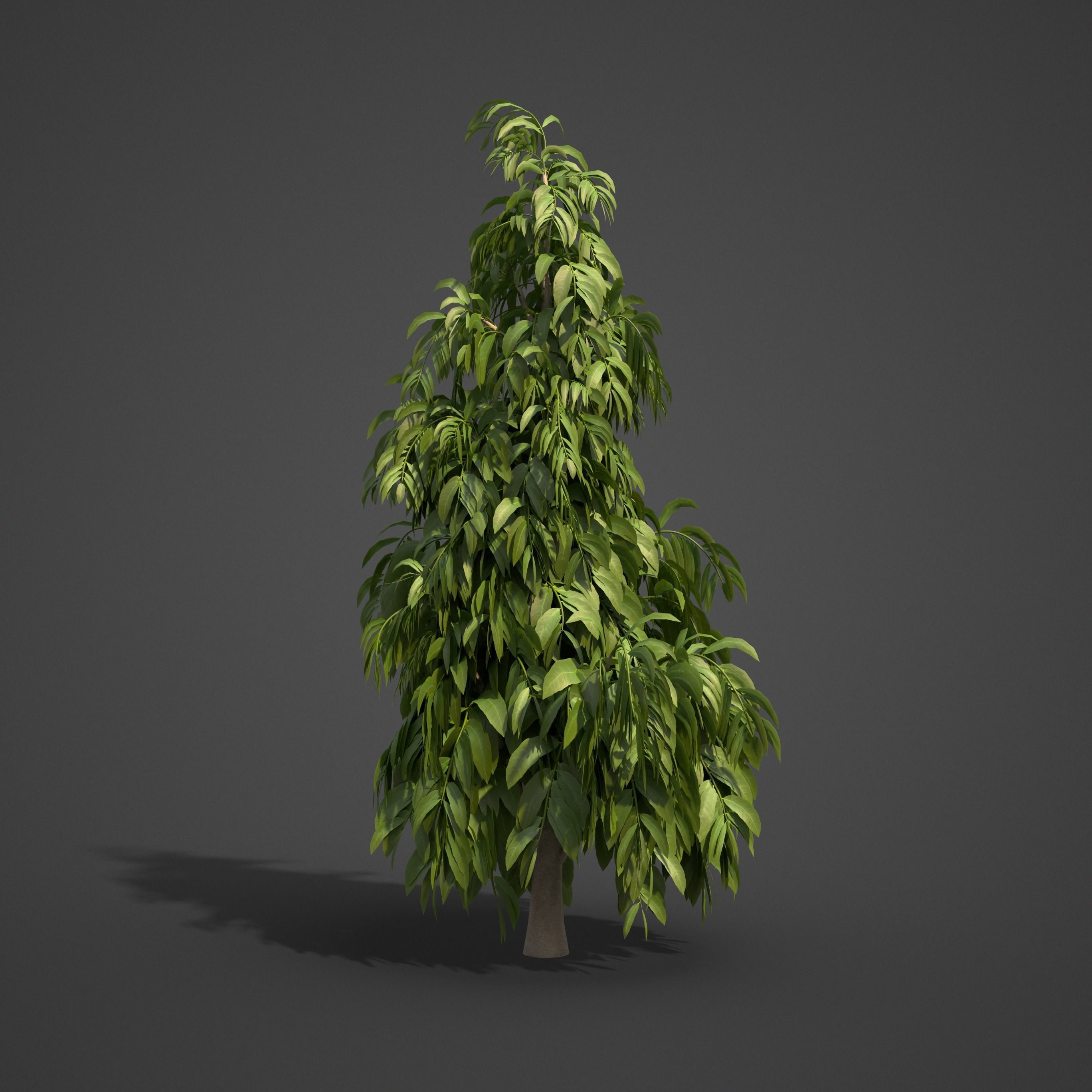 2024 - 9 MODELS -  ASHOKA - Saraca indica  -  3D model_7