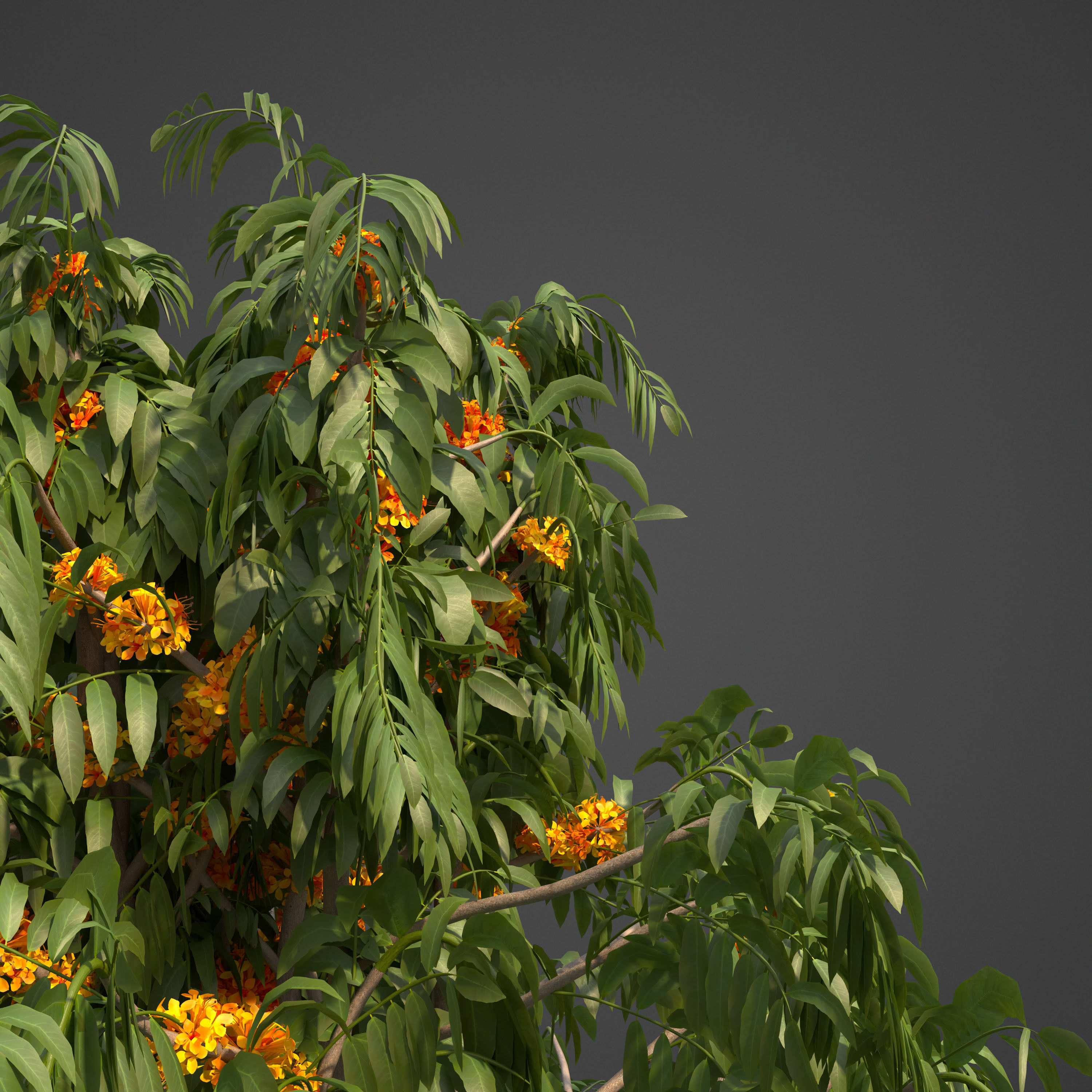 2024 - 9 MODELS -  ASHOKA - Saraca indica  -  3D model_3