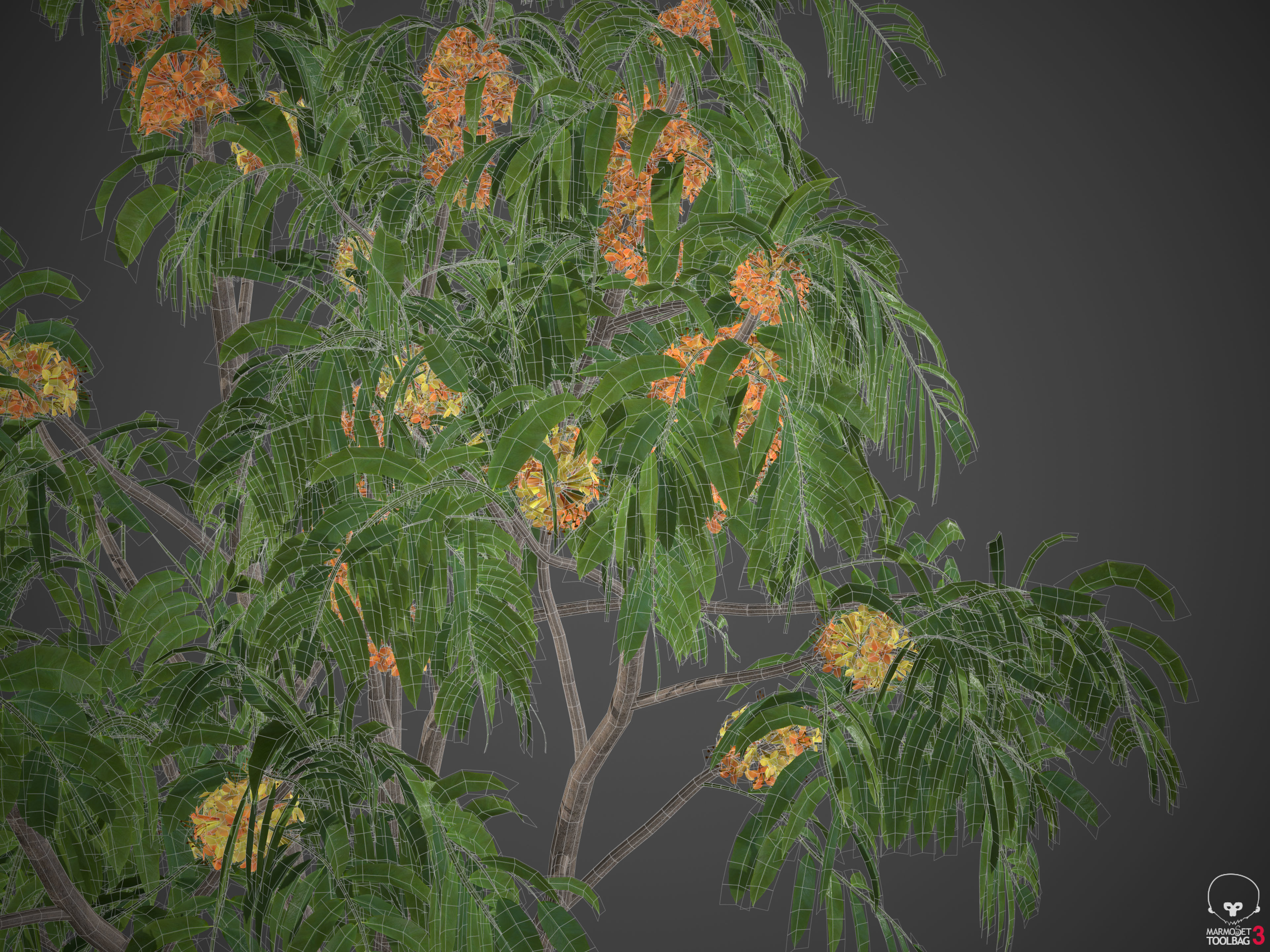2024 - 9 MODELS -  ASHOKA - Saraca indica  -  3D model_4