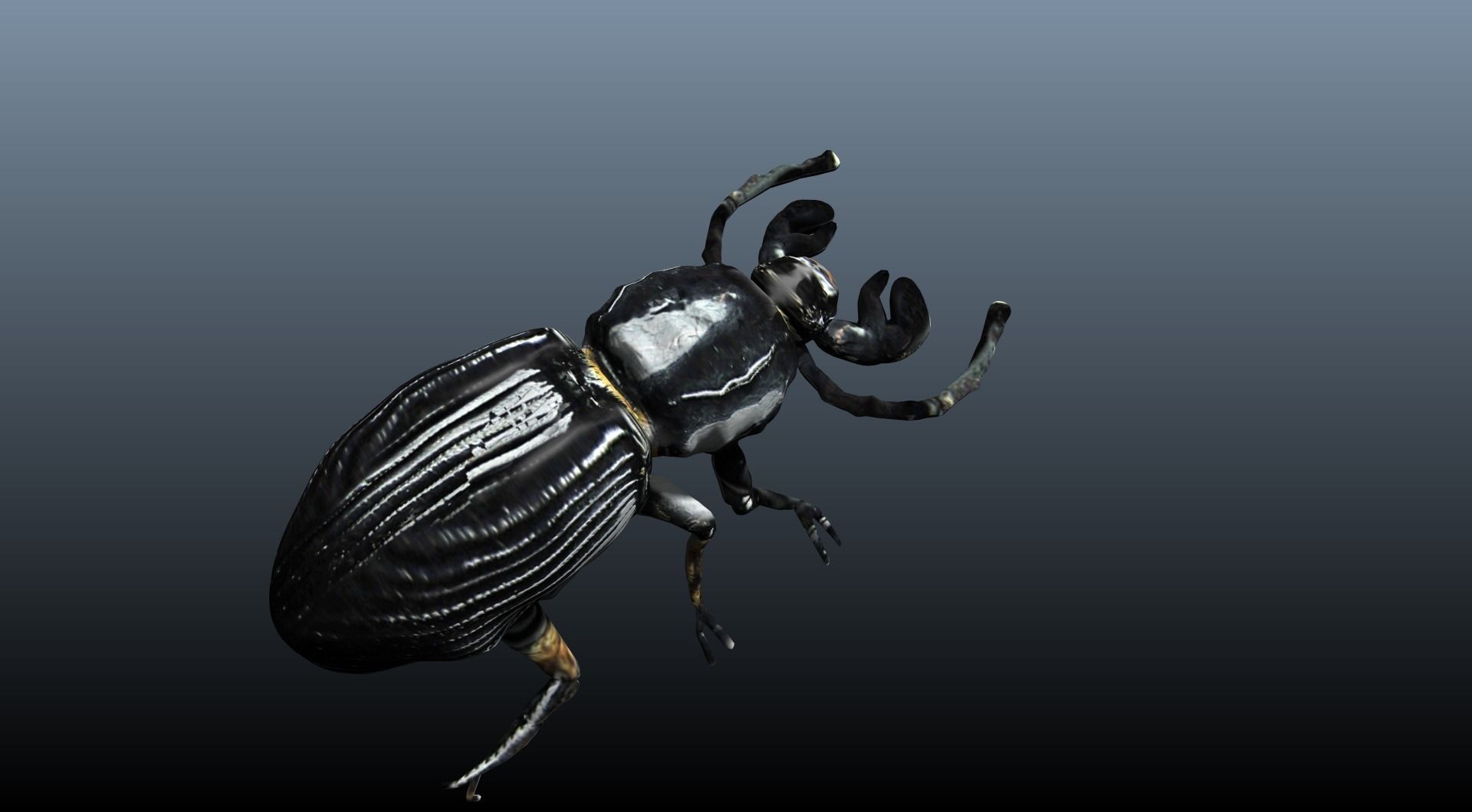 black beetle 3D model_6