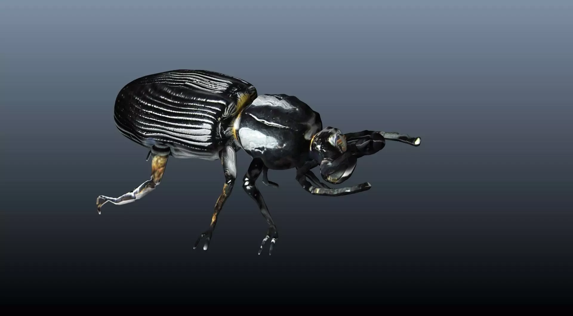 black beetle 3D model_0