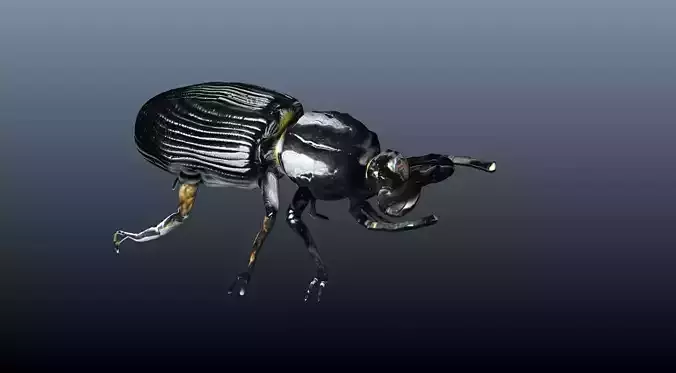 black beetle 3D model