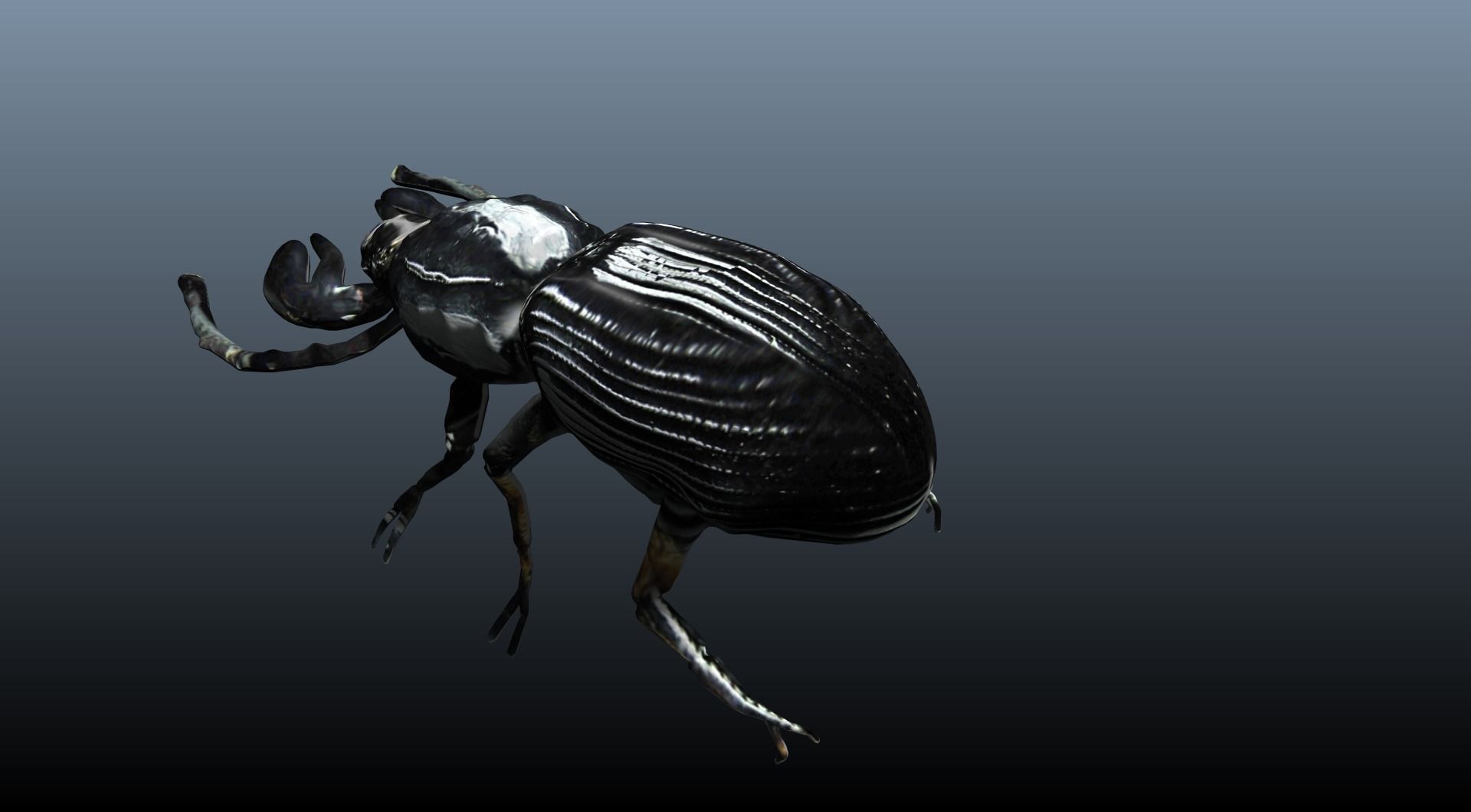 black beetle 3D model_2