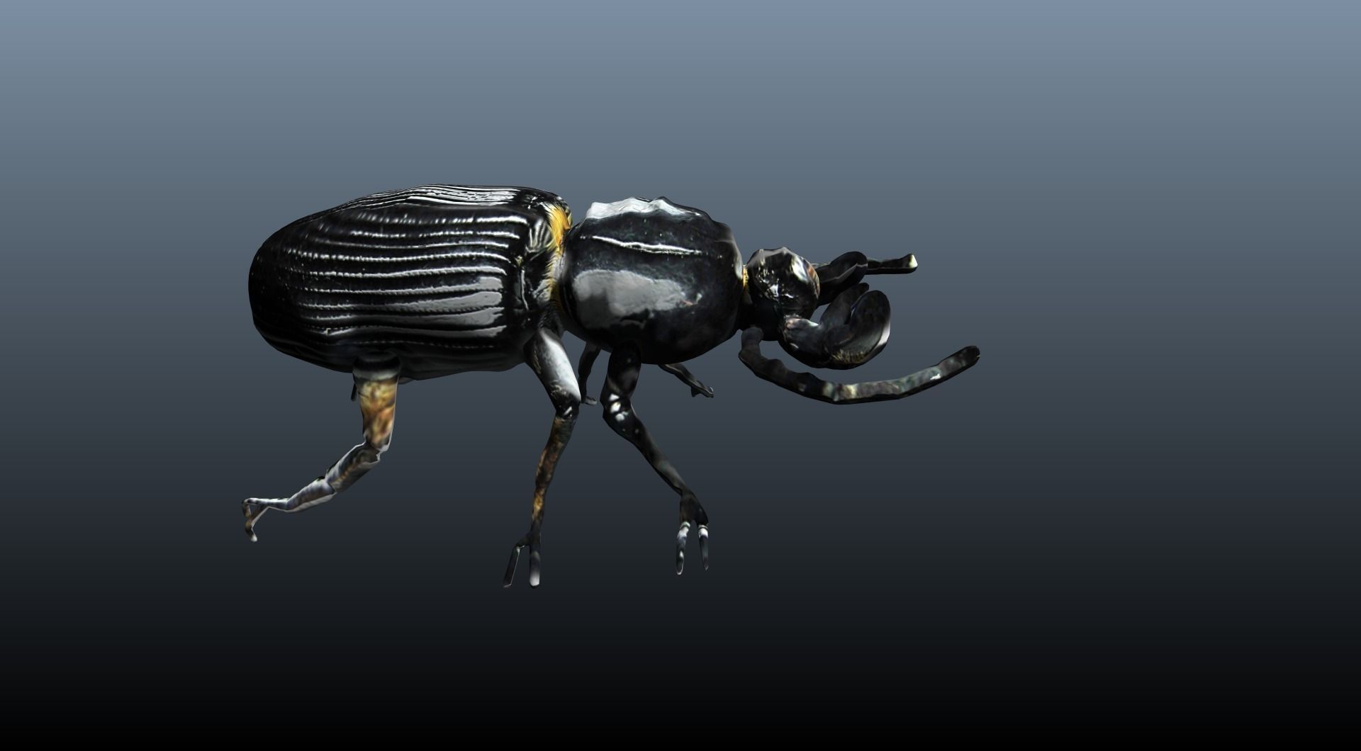black beetle 3D model_3