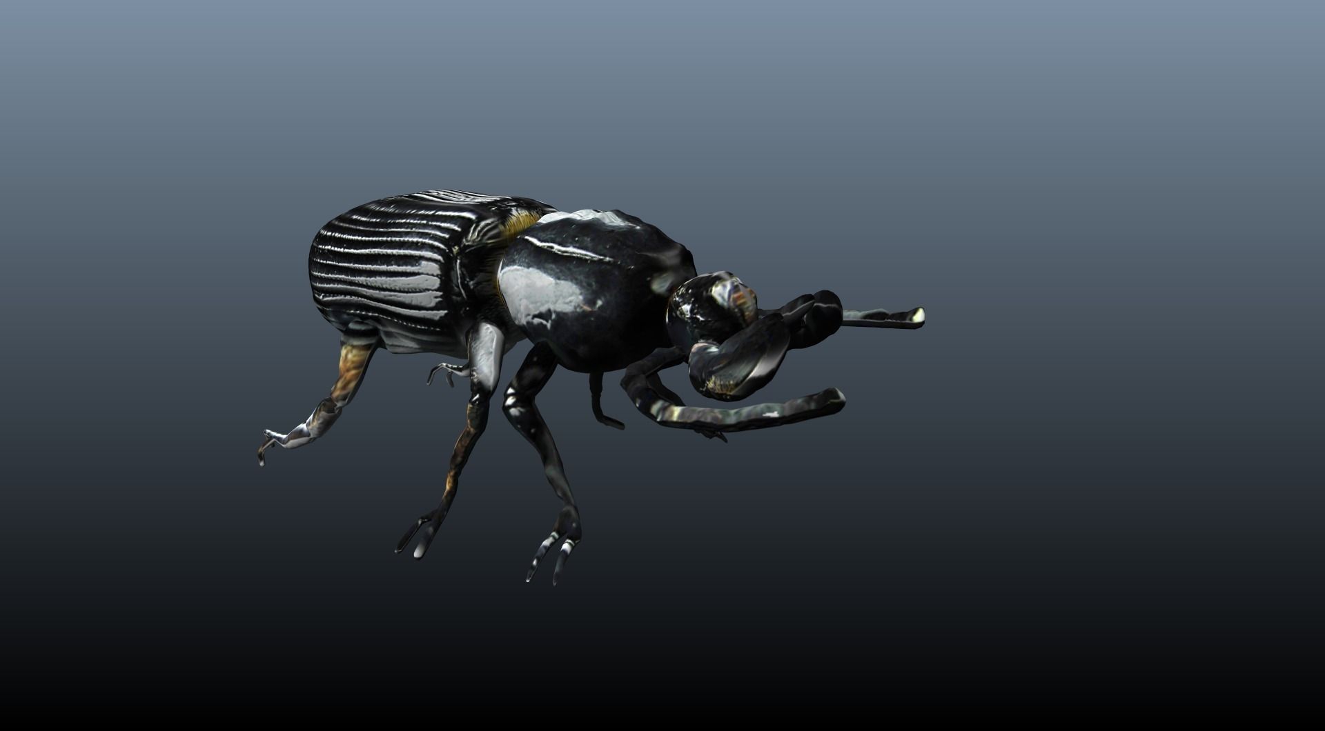 black beetle 3D model_4