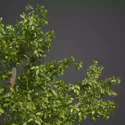 2021 PBR Tropical Almond Collection - Terminalia Catappa  3D model