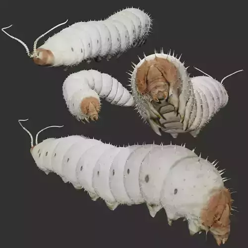 Silkworm fully rigged