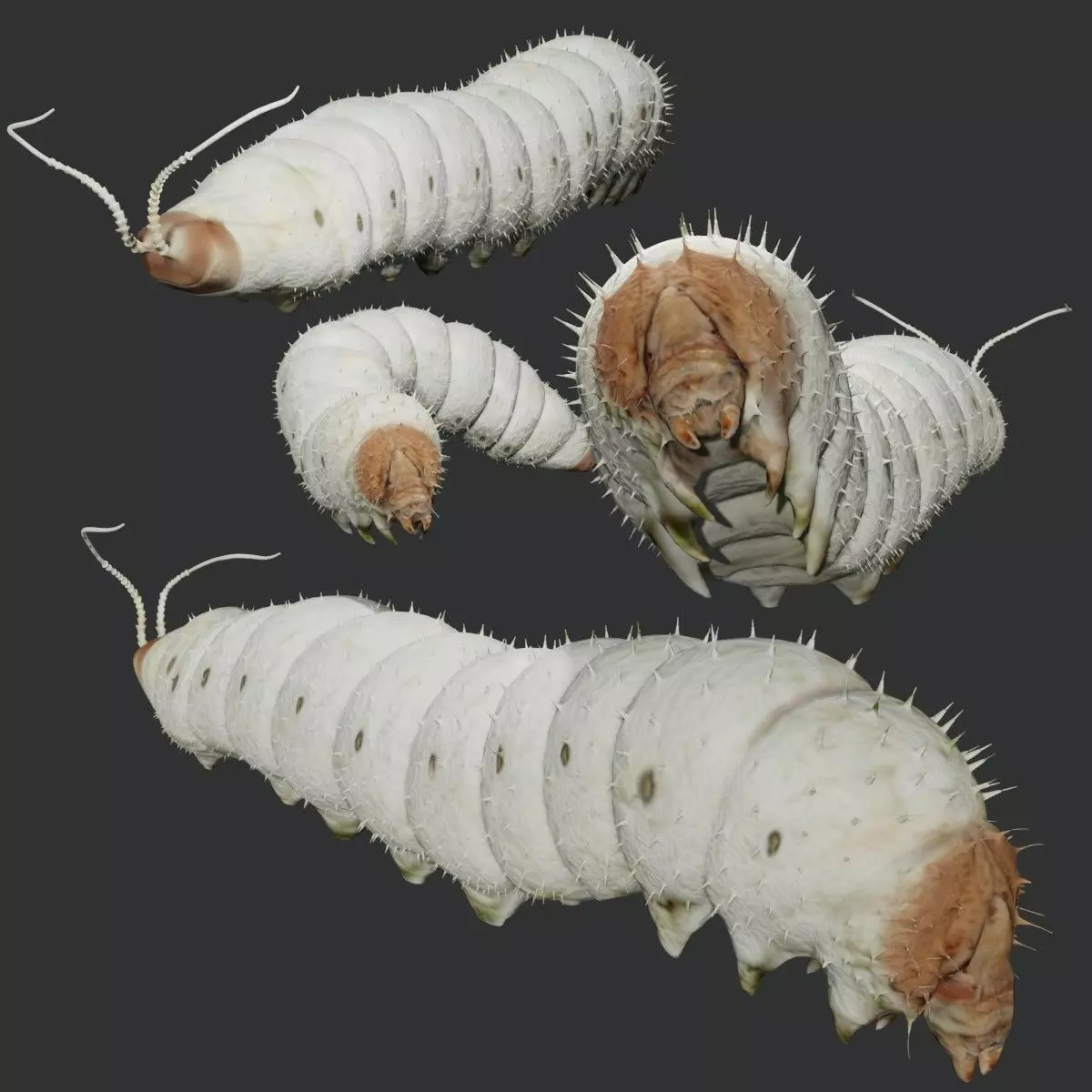 Silkworm fully rigged 3D model_0