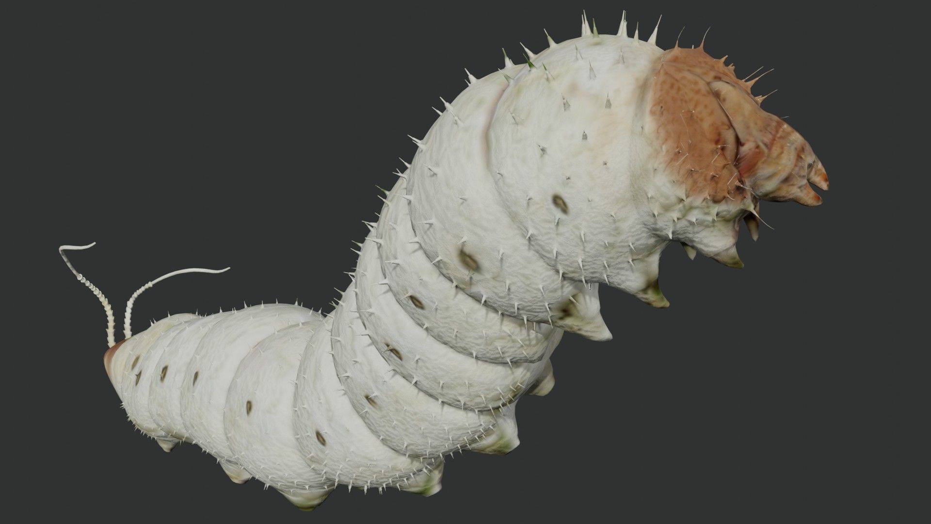 Silkworm fully rigged 3D model_3