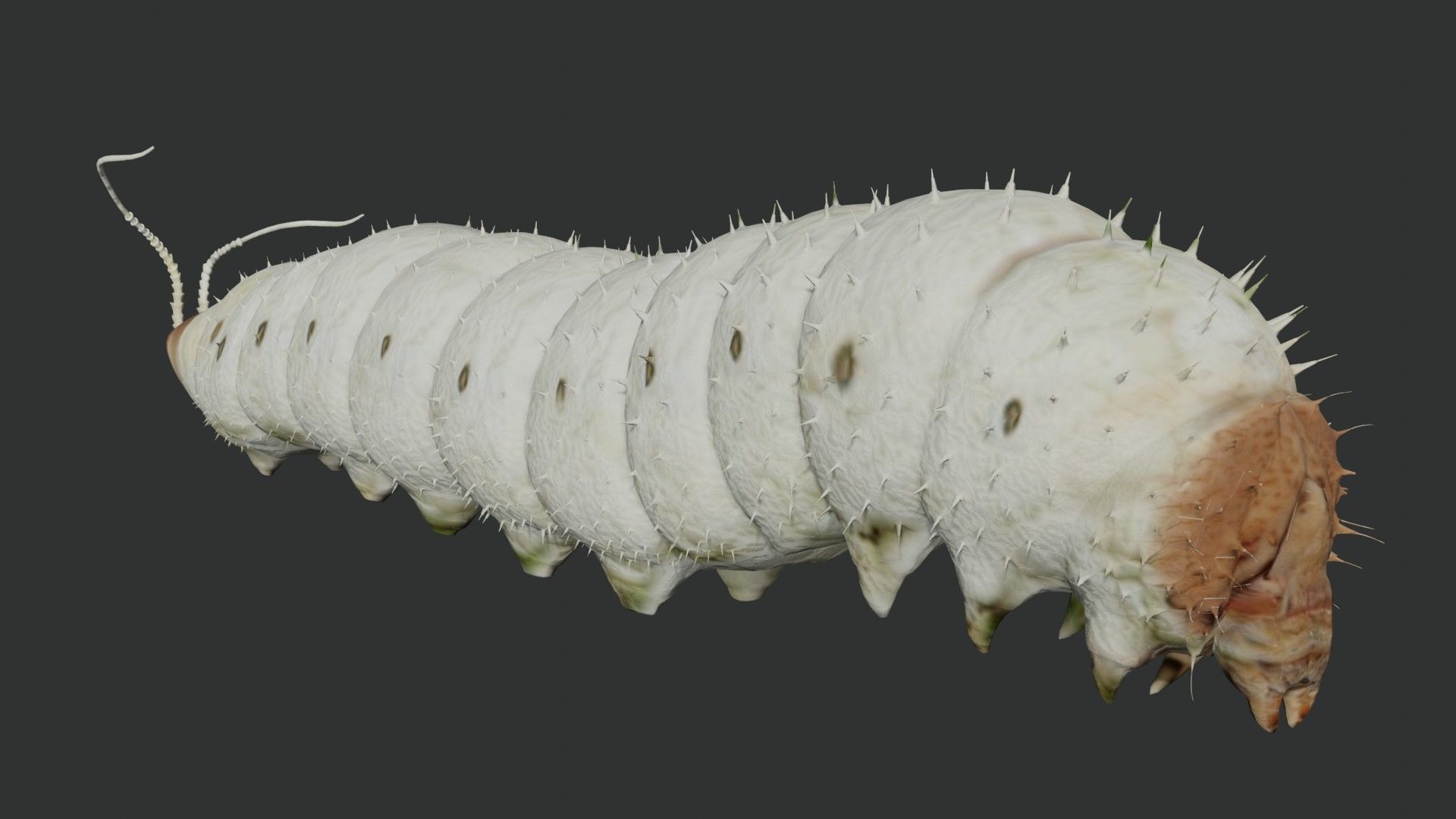 Silkworm fully rigged 3D model_1