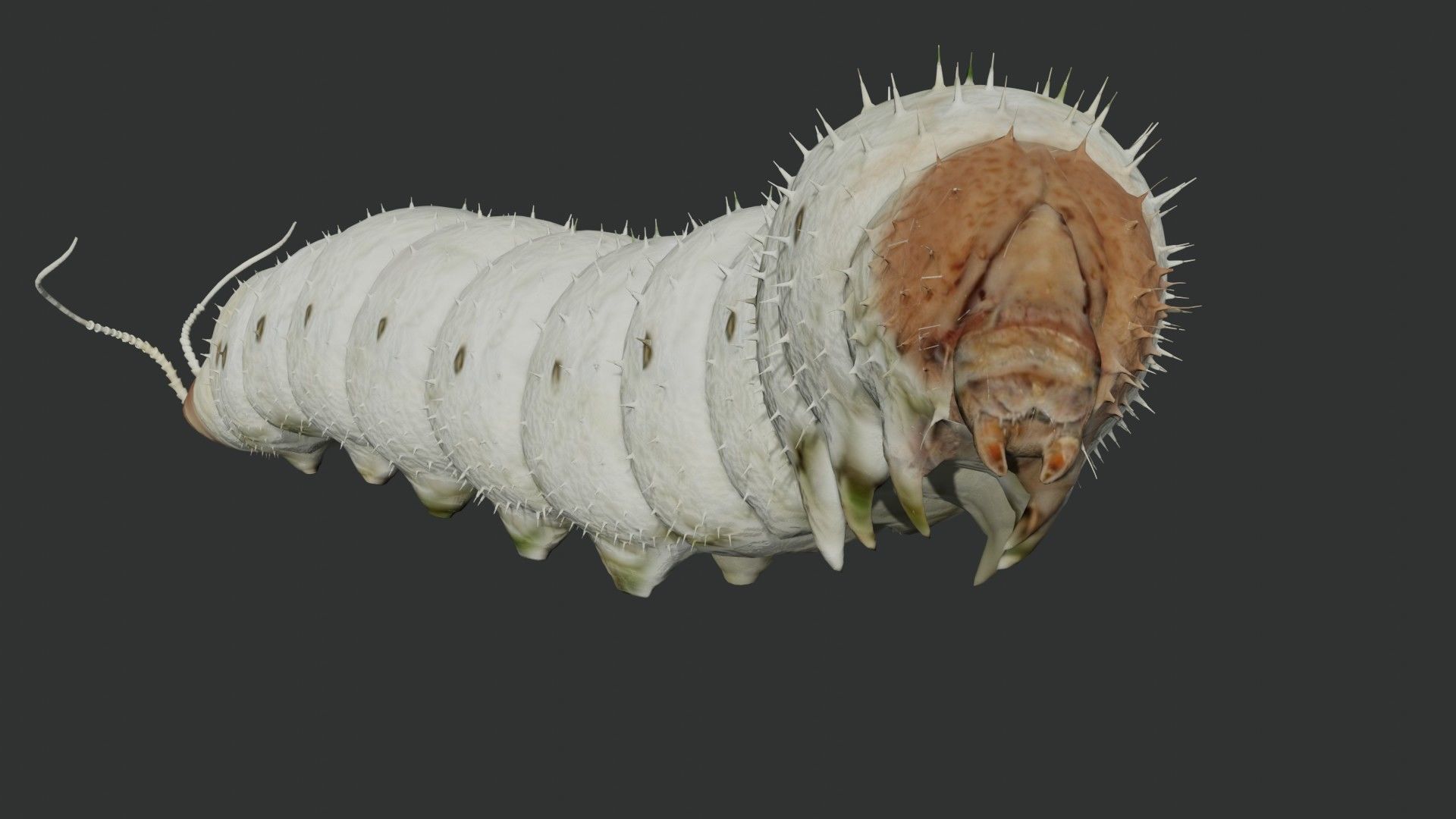 Silkworm fully rigged 3D model_2