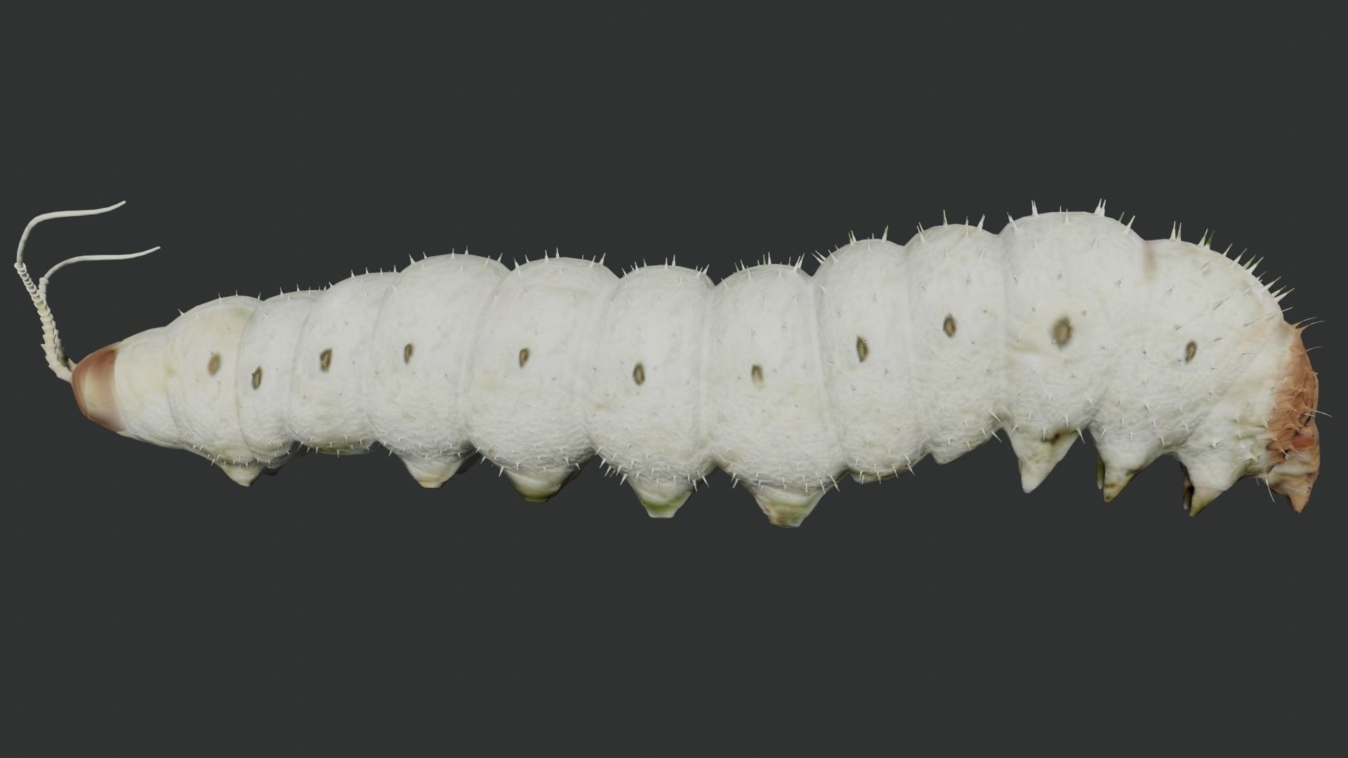 Silkworm fully rigged 3D model_4