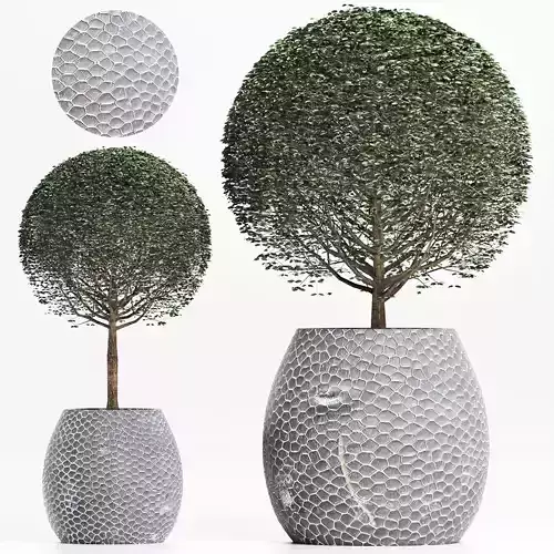 Plants Collection 149 Ligustrum Lucidum