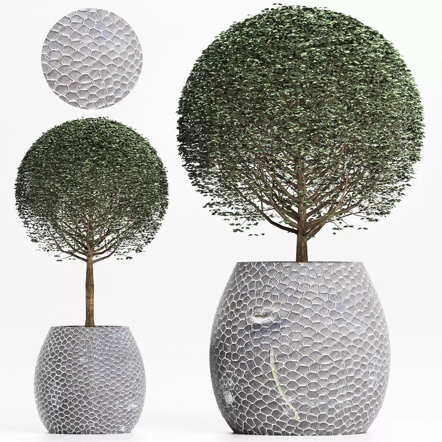 Plants Collection 149 Ligustrum Lucidum 3D model