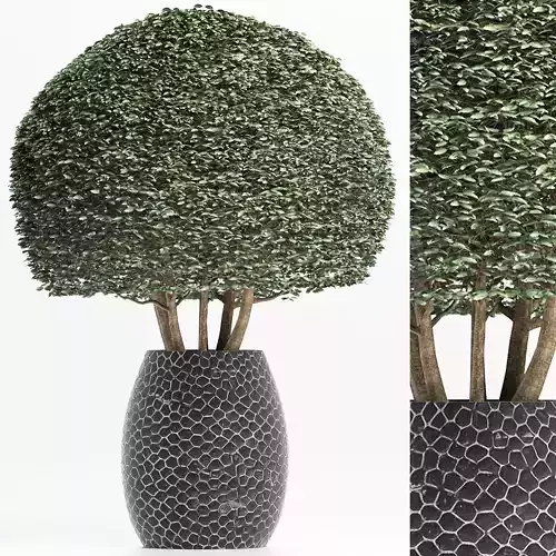 Plants Collection 150 Ligustrum Lucidum 3D model
