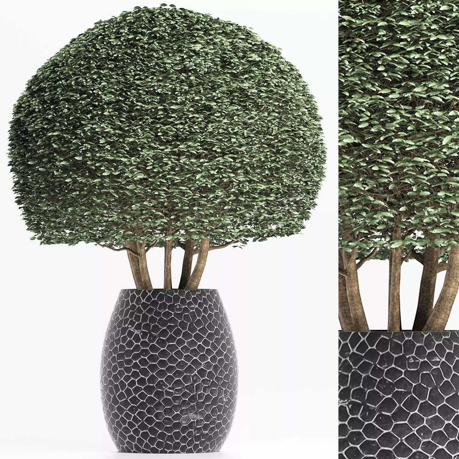 Plants Collection 150 Ligustrum Lucidum 3D model