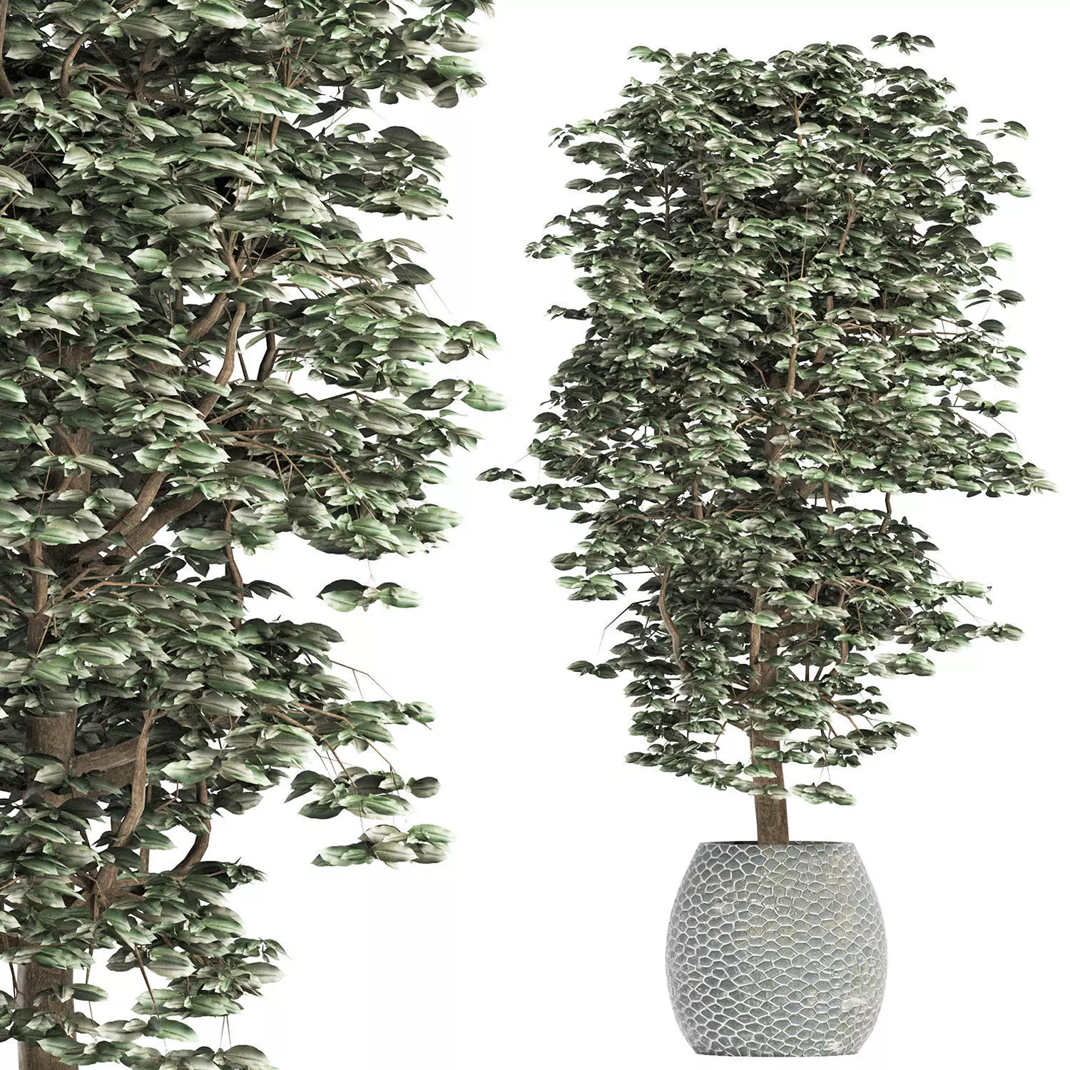Plants Collection 152 Ligustrum 3D model