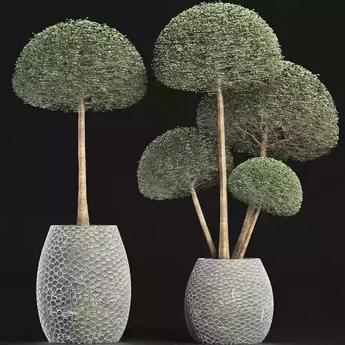Plants Collection 153 Ligustrum Lucidum Corona 3D model